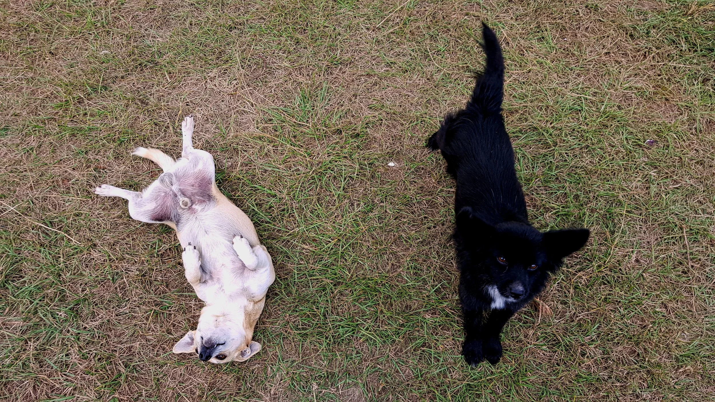 Pip & Patch
