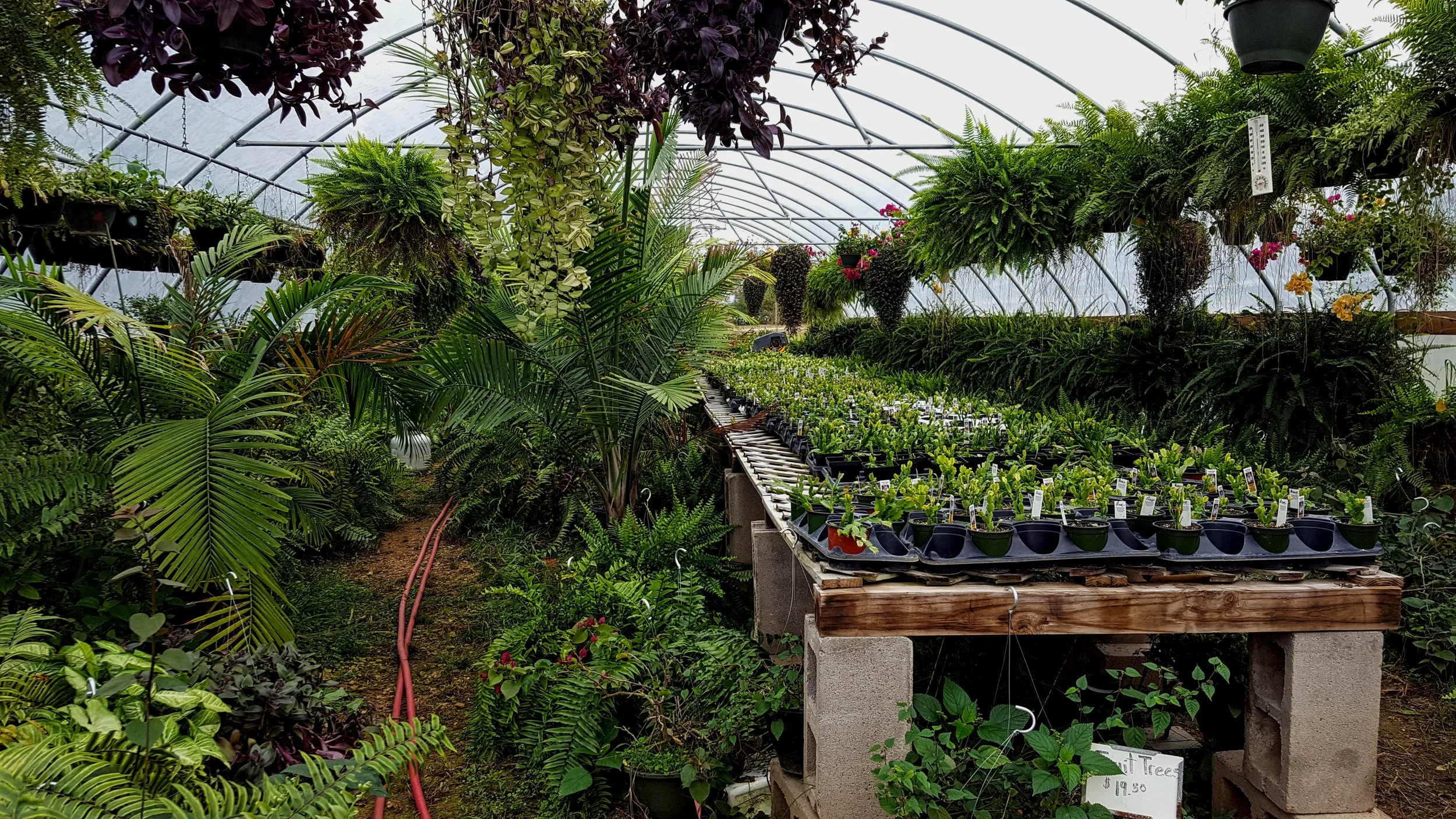 Greenhouse Interior