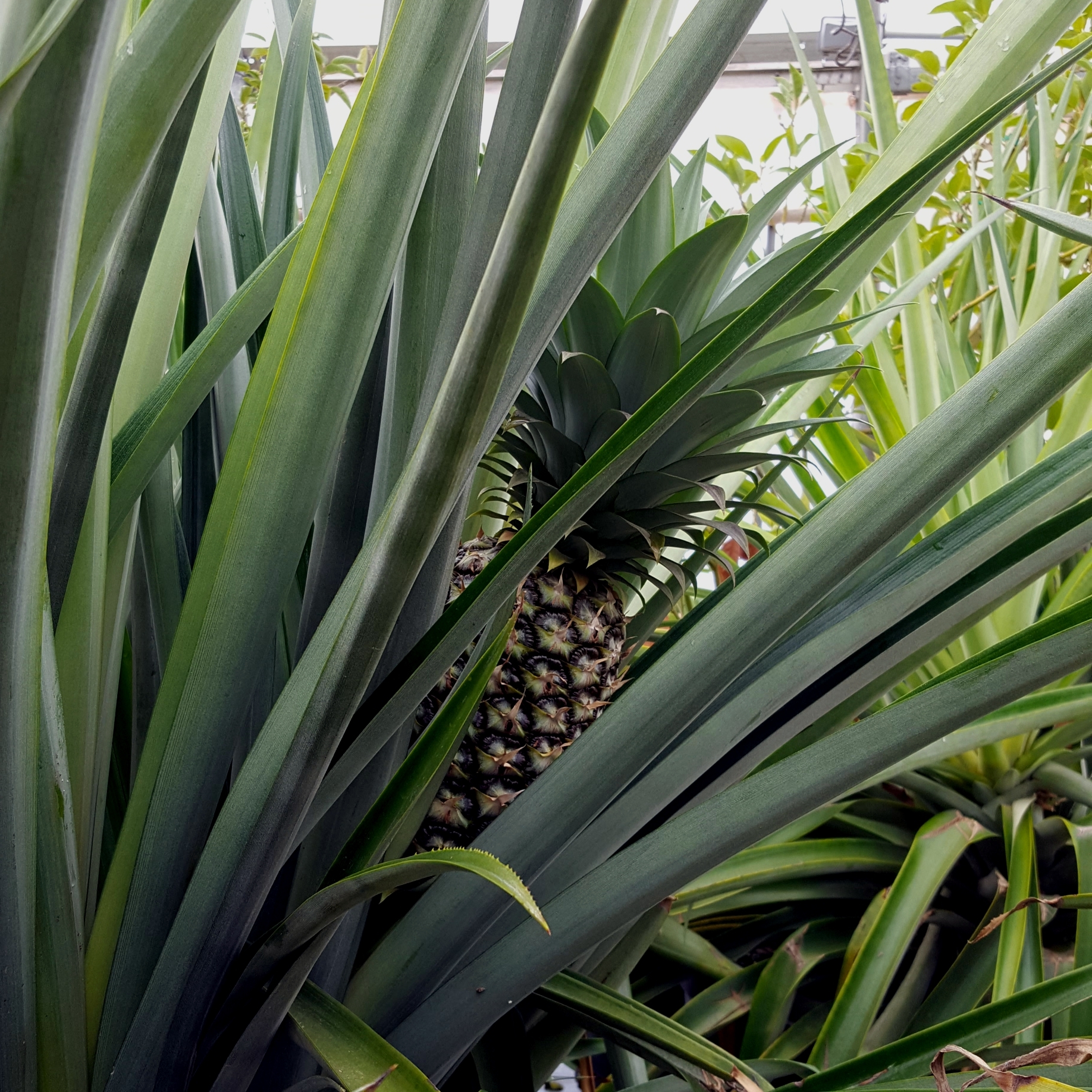 Pineapple Plant