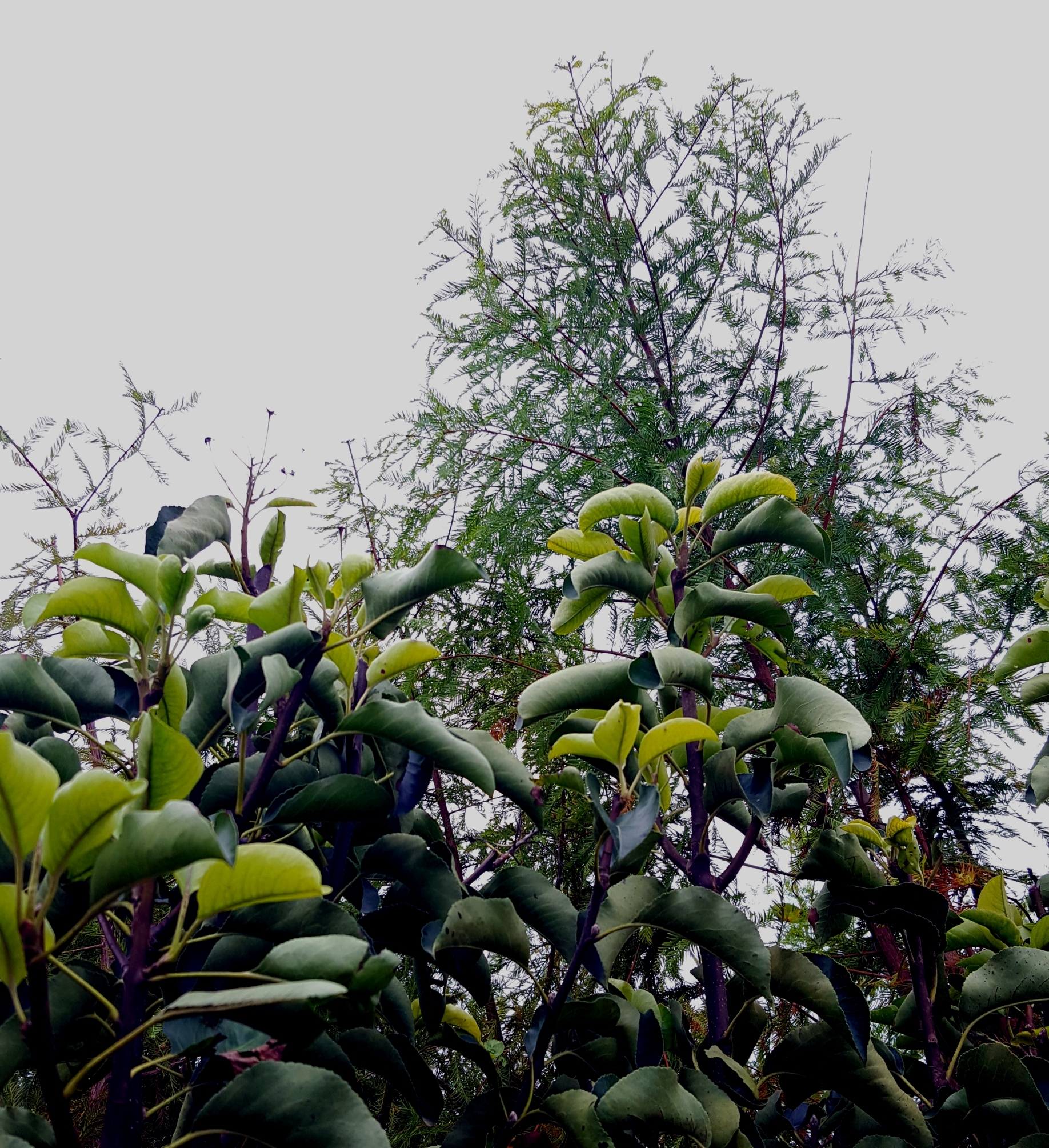 Pear & Cypress Trees