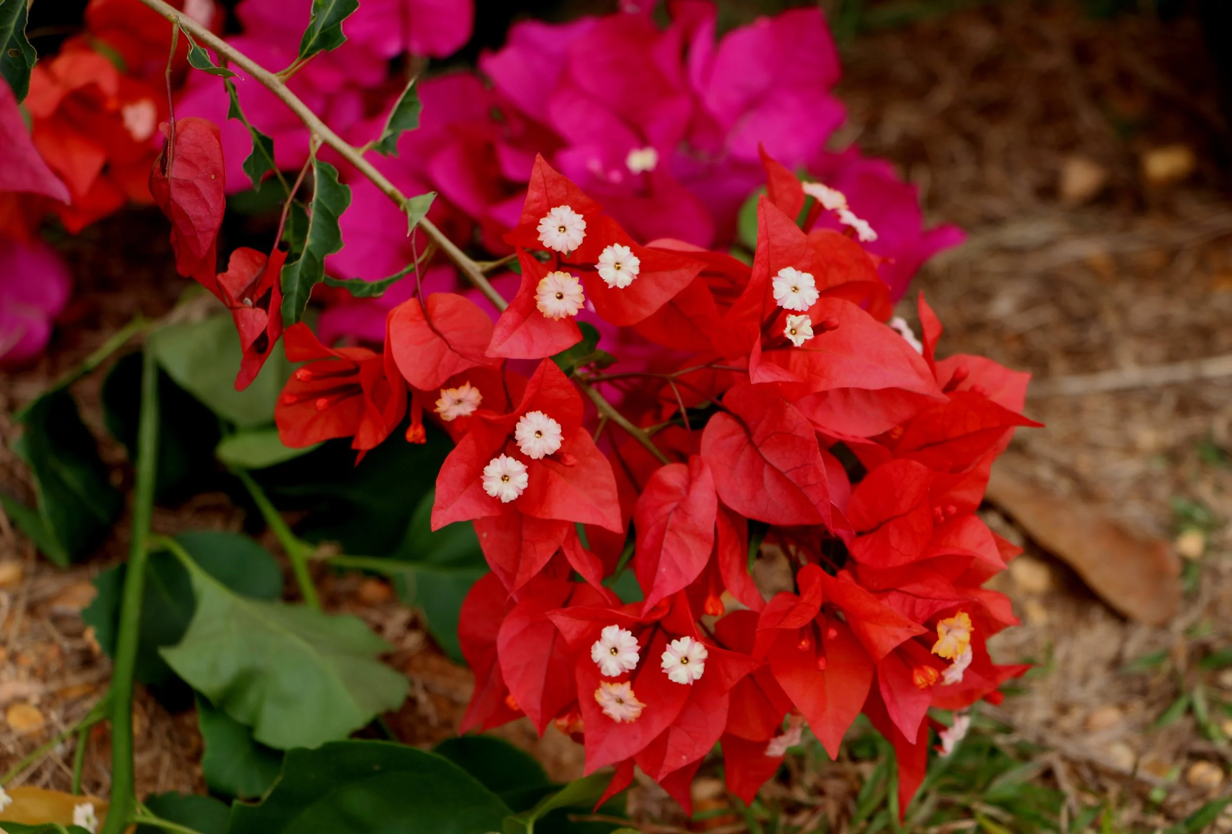 Bougainvillea