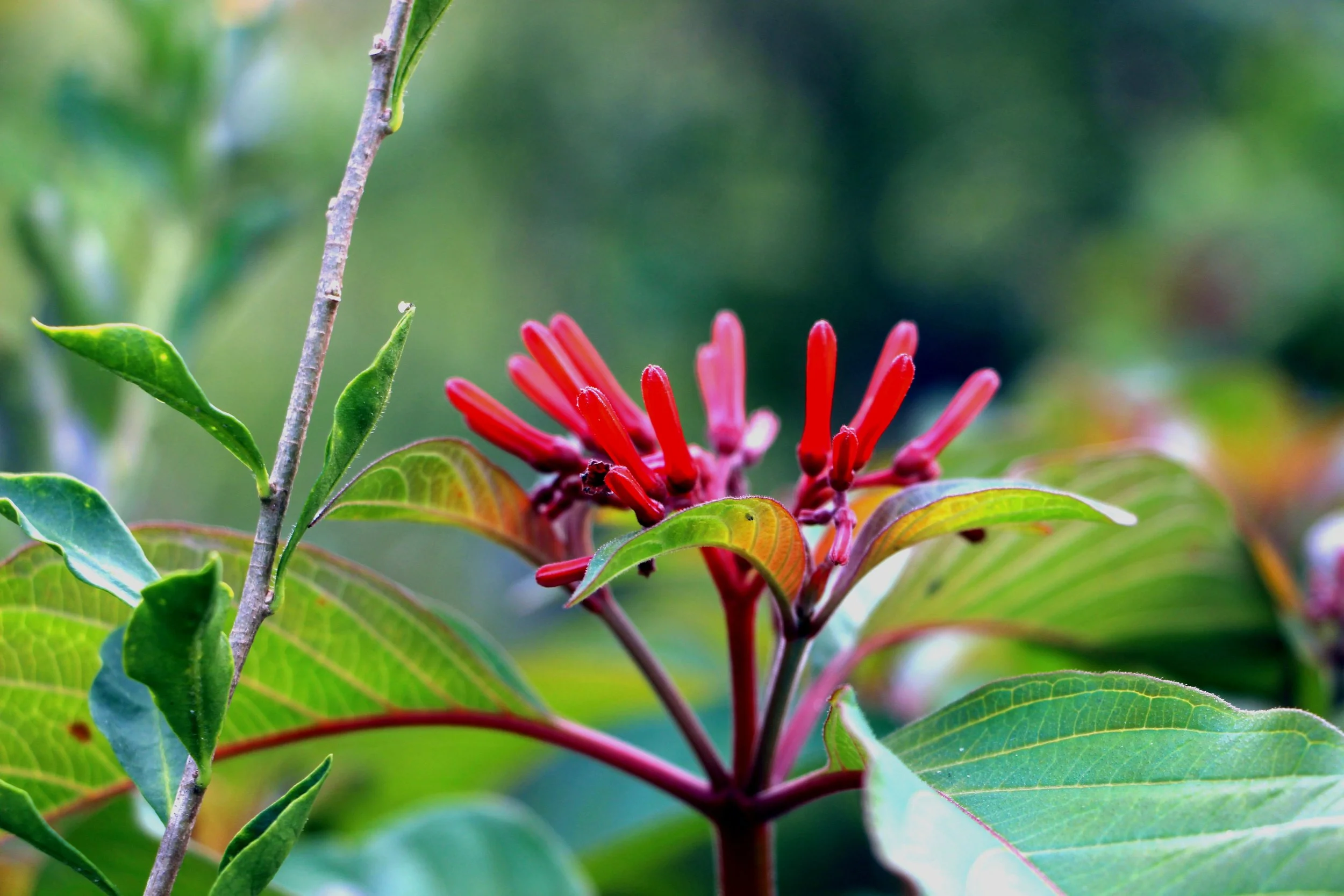 Honeysuckle