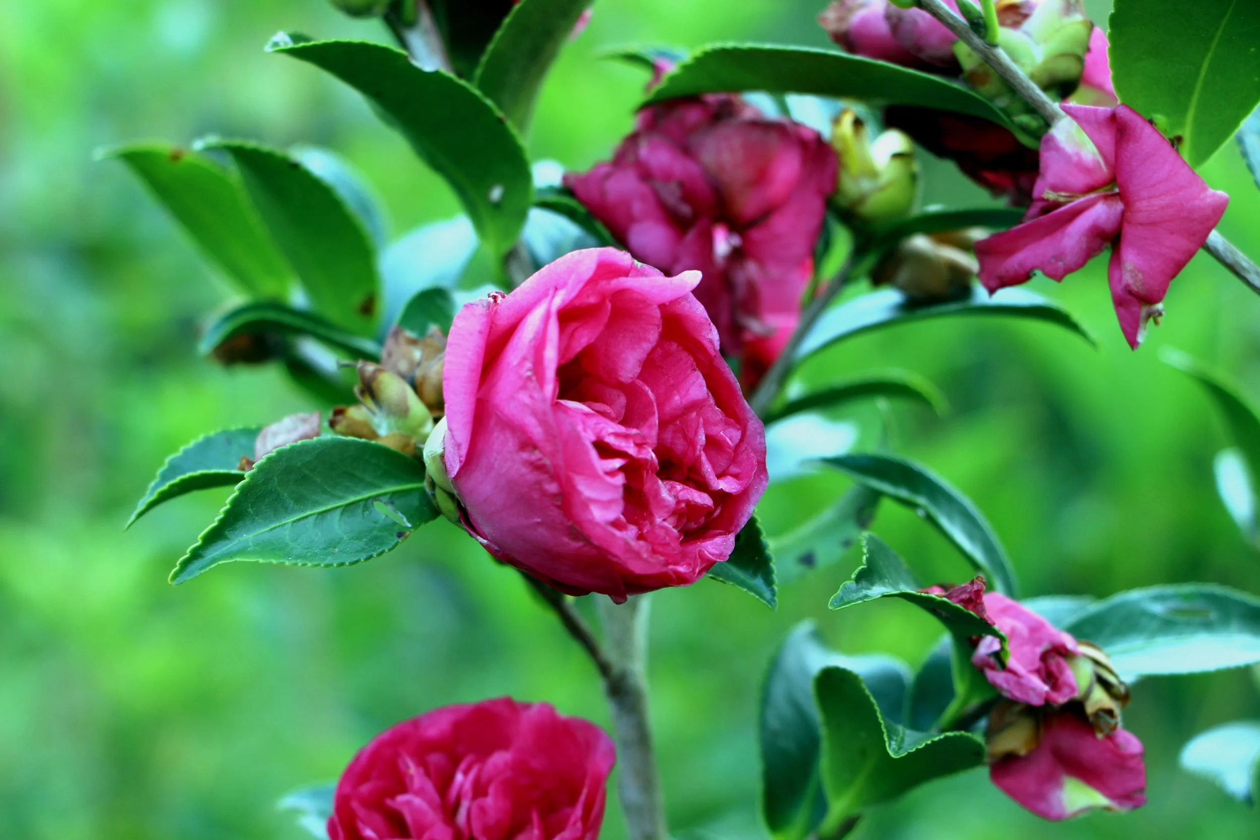 Camellia