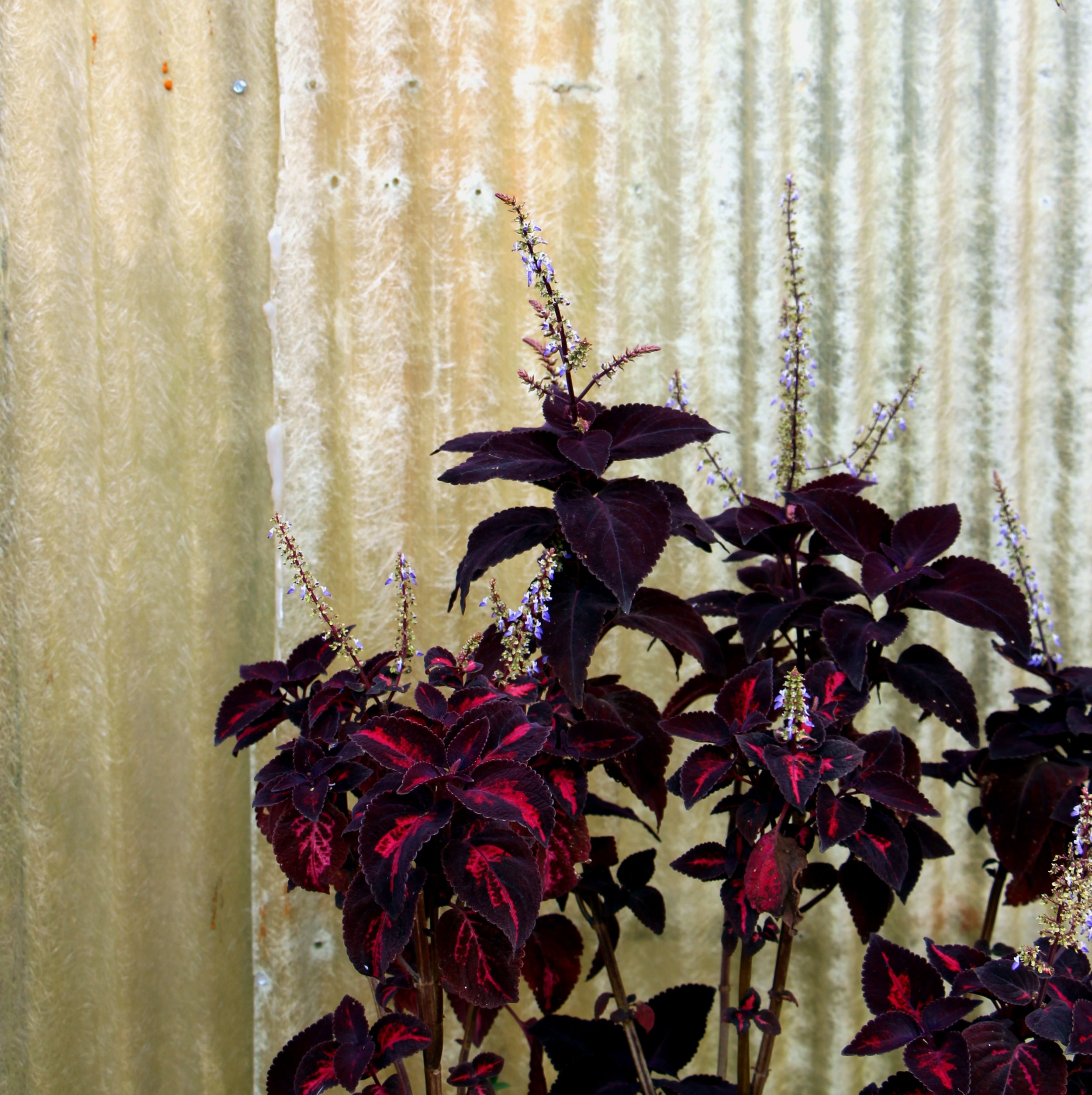 Coleus