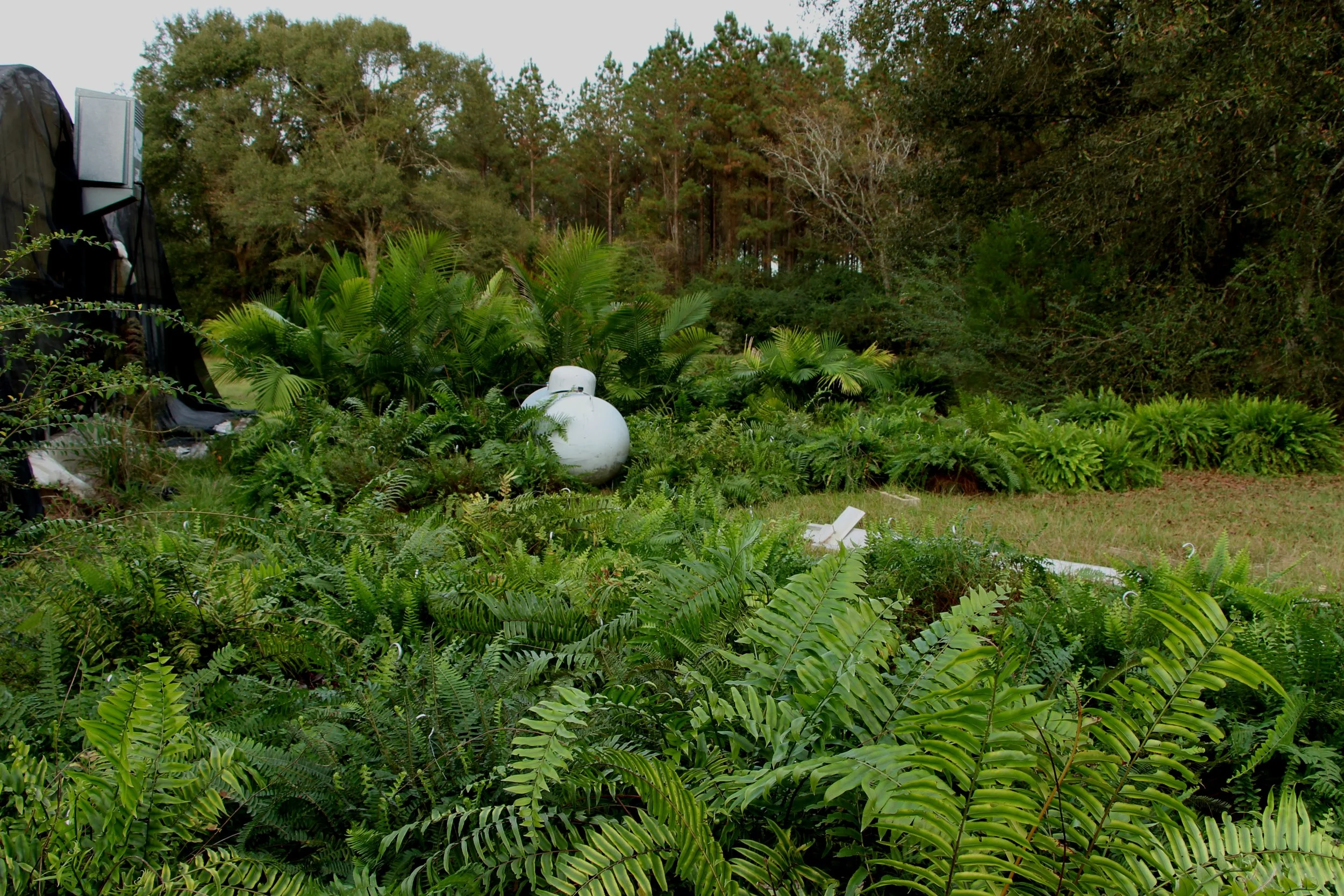 A small taste of the hundreds of ferns that were moved