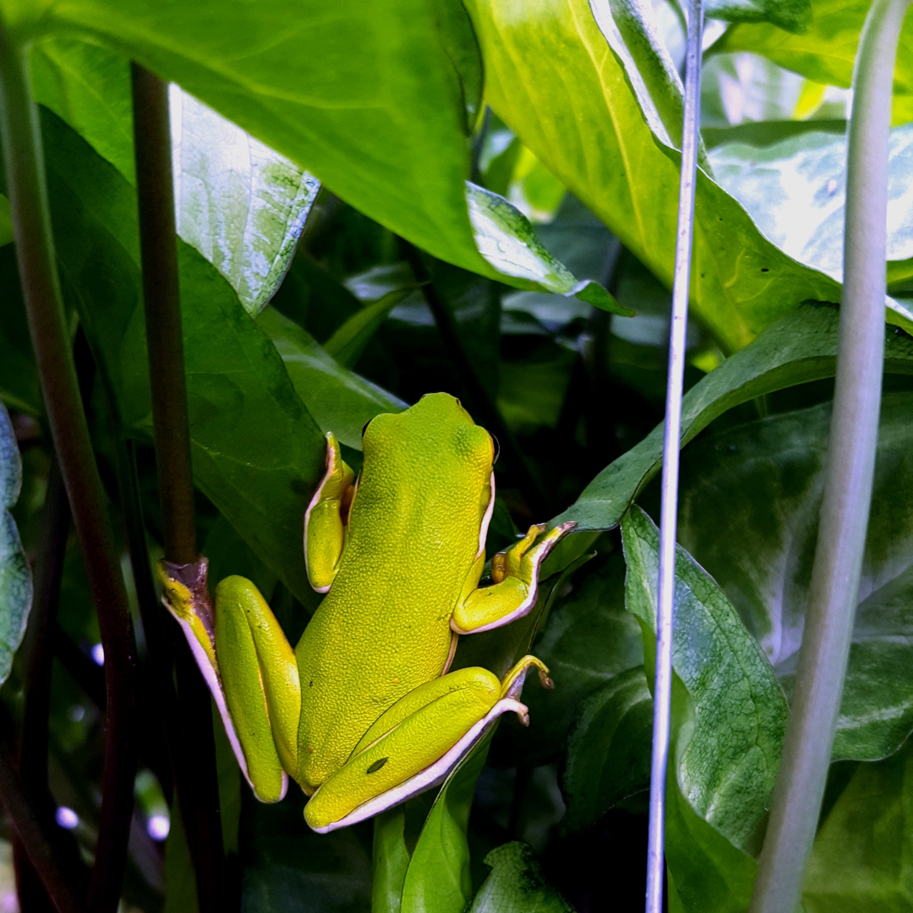 Tree Frog