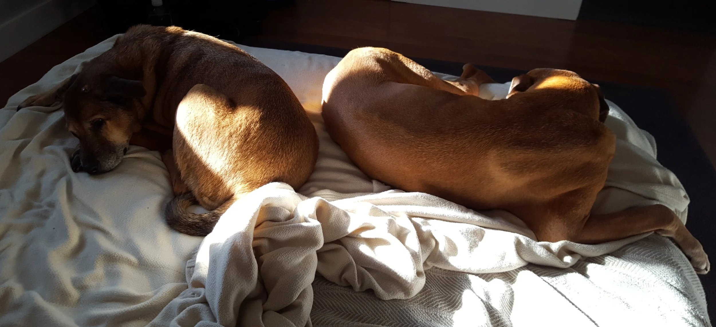 Starky & Rufus