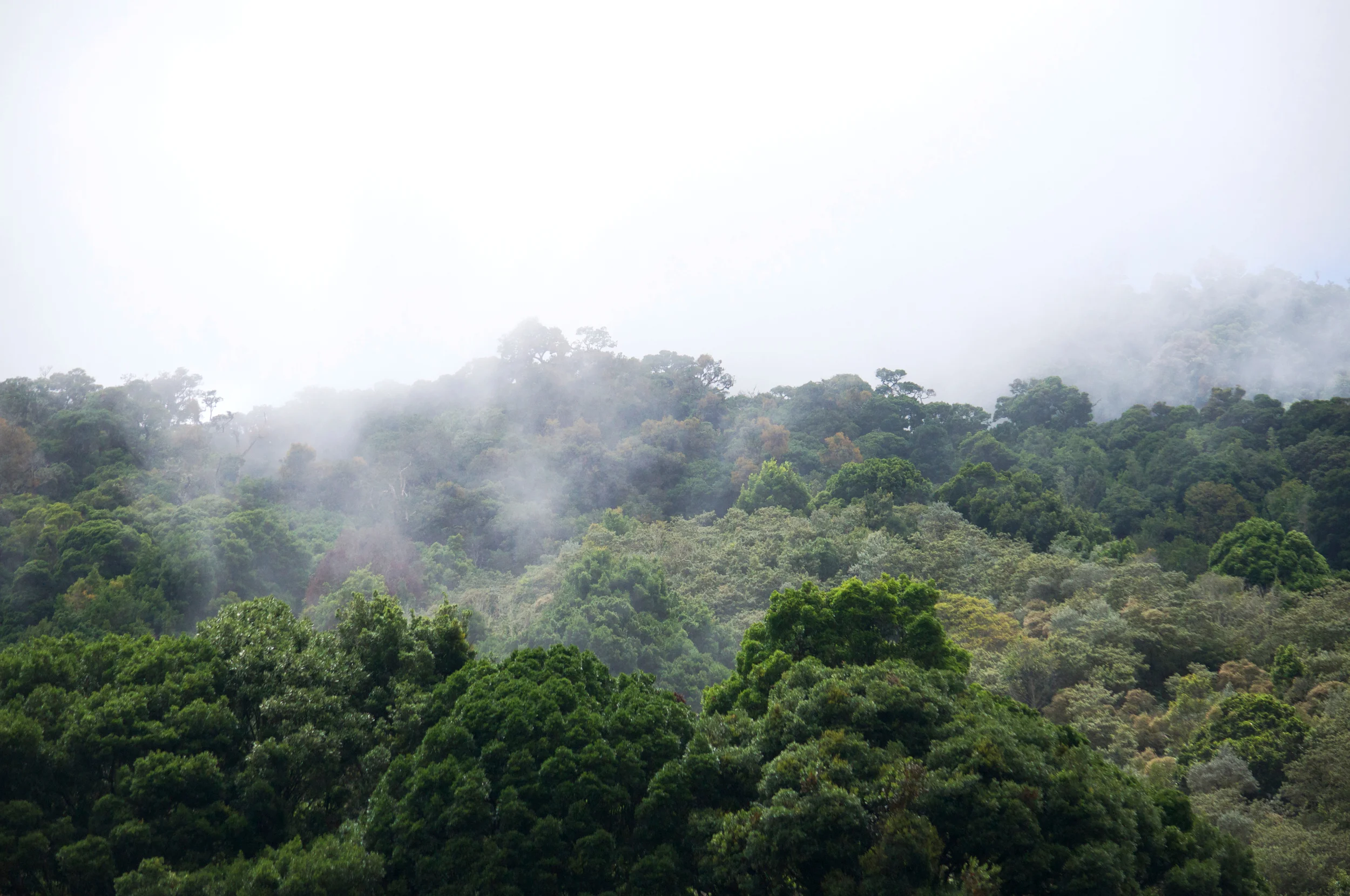 Las Nubes_costa rica__Mayo_2014.jpg