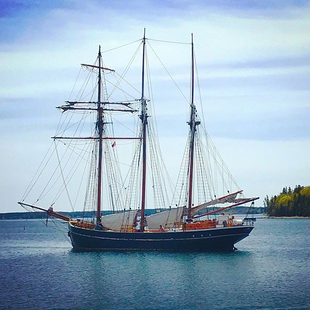 After watching this beauty come into the Lunenburg harbour today, I started to realize I might be getting a thing for boats. Somebody take me soon, yeah?