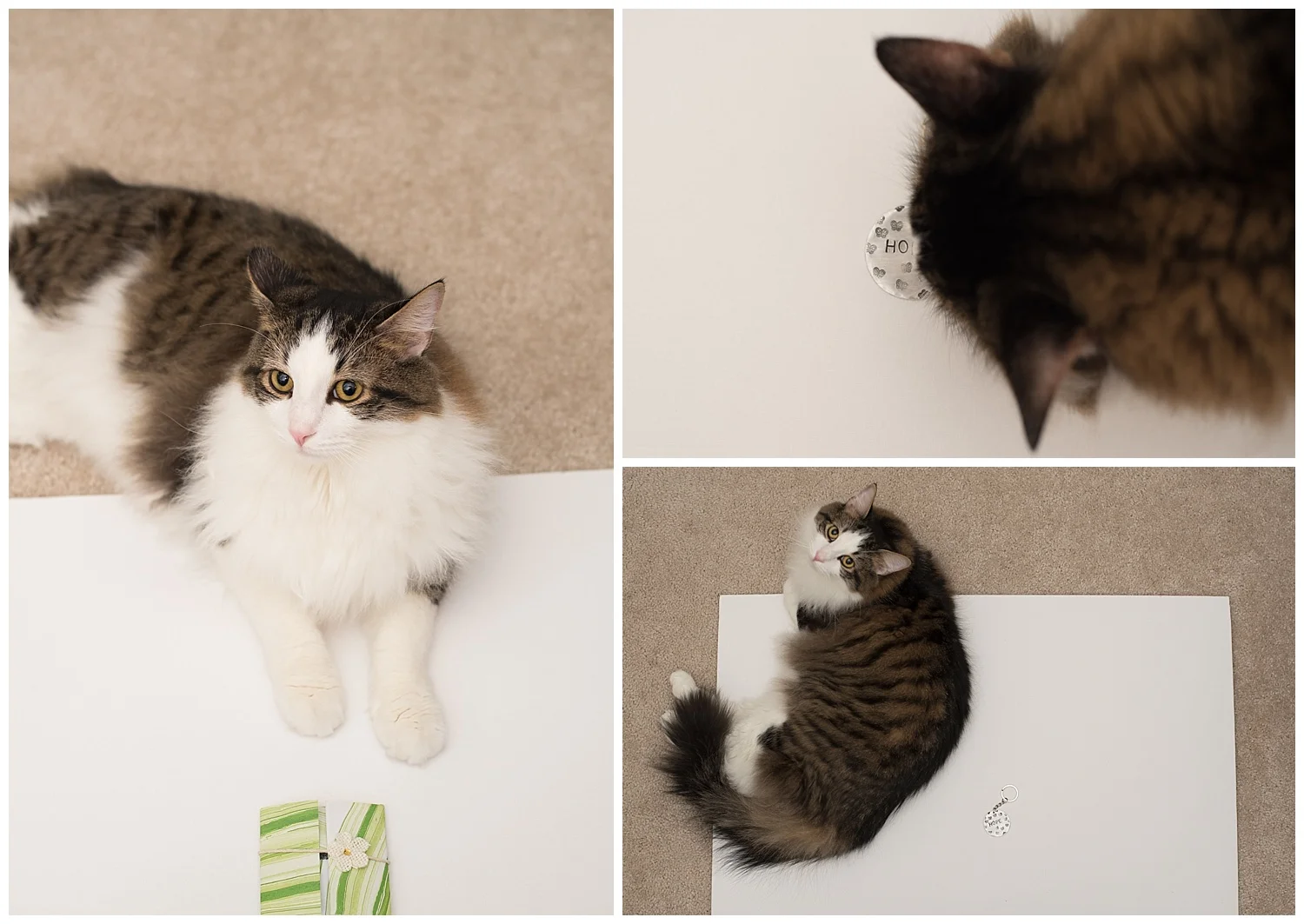 "Helping" with a product shoot for Created by Joedi 