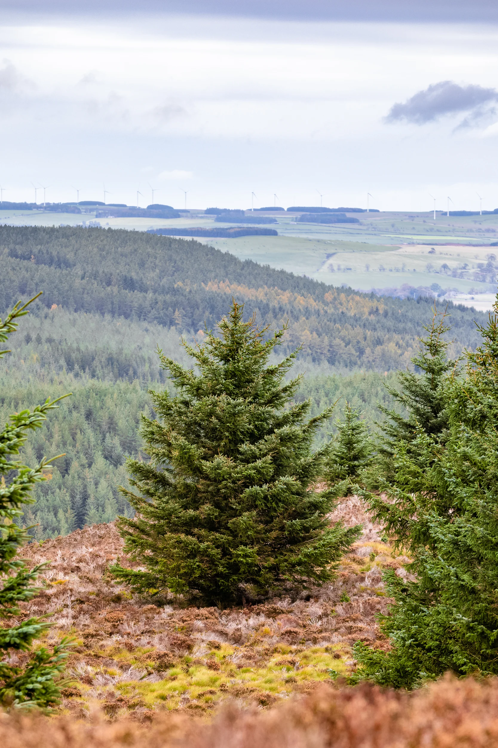 Thrunton Woods, Northumberland