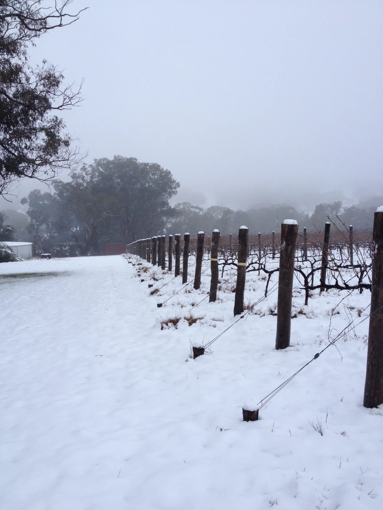 Snow at Strawhouse Vineyard #2.jpg