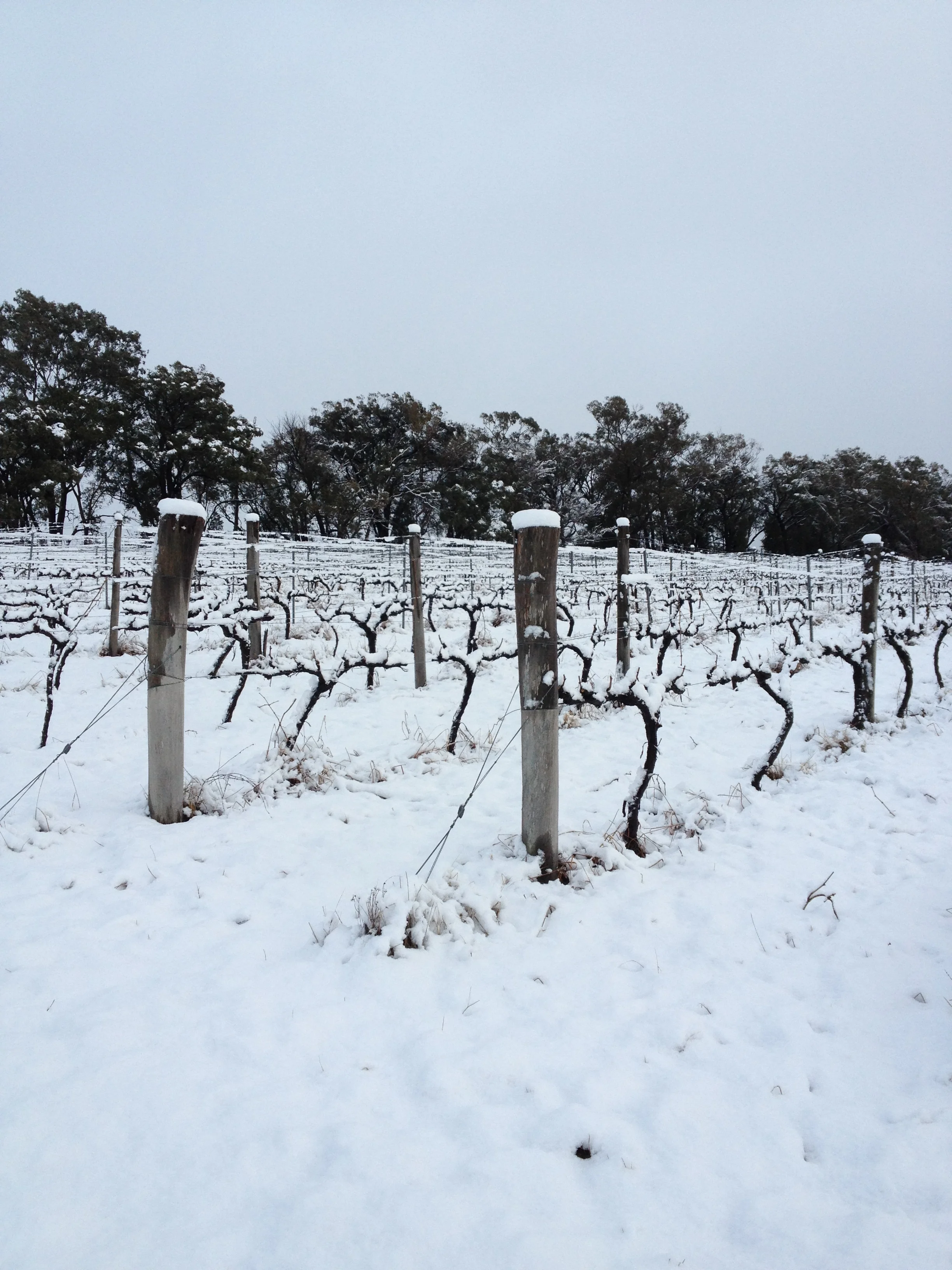 Snow at Strawhouse Vineyard #3.jpg