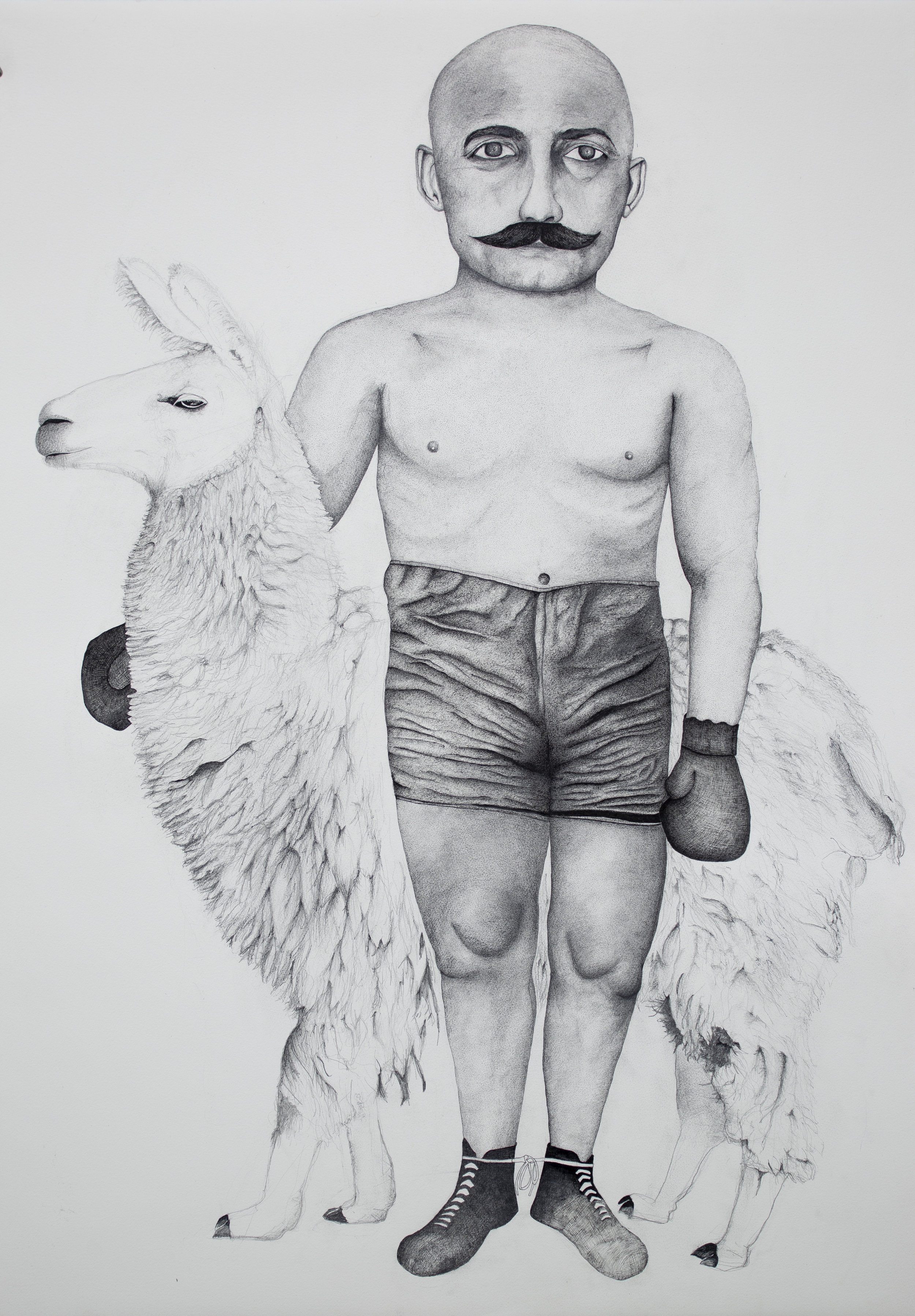 Boxer with Llama, 2018  