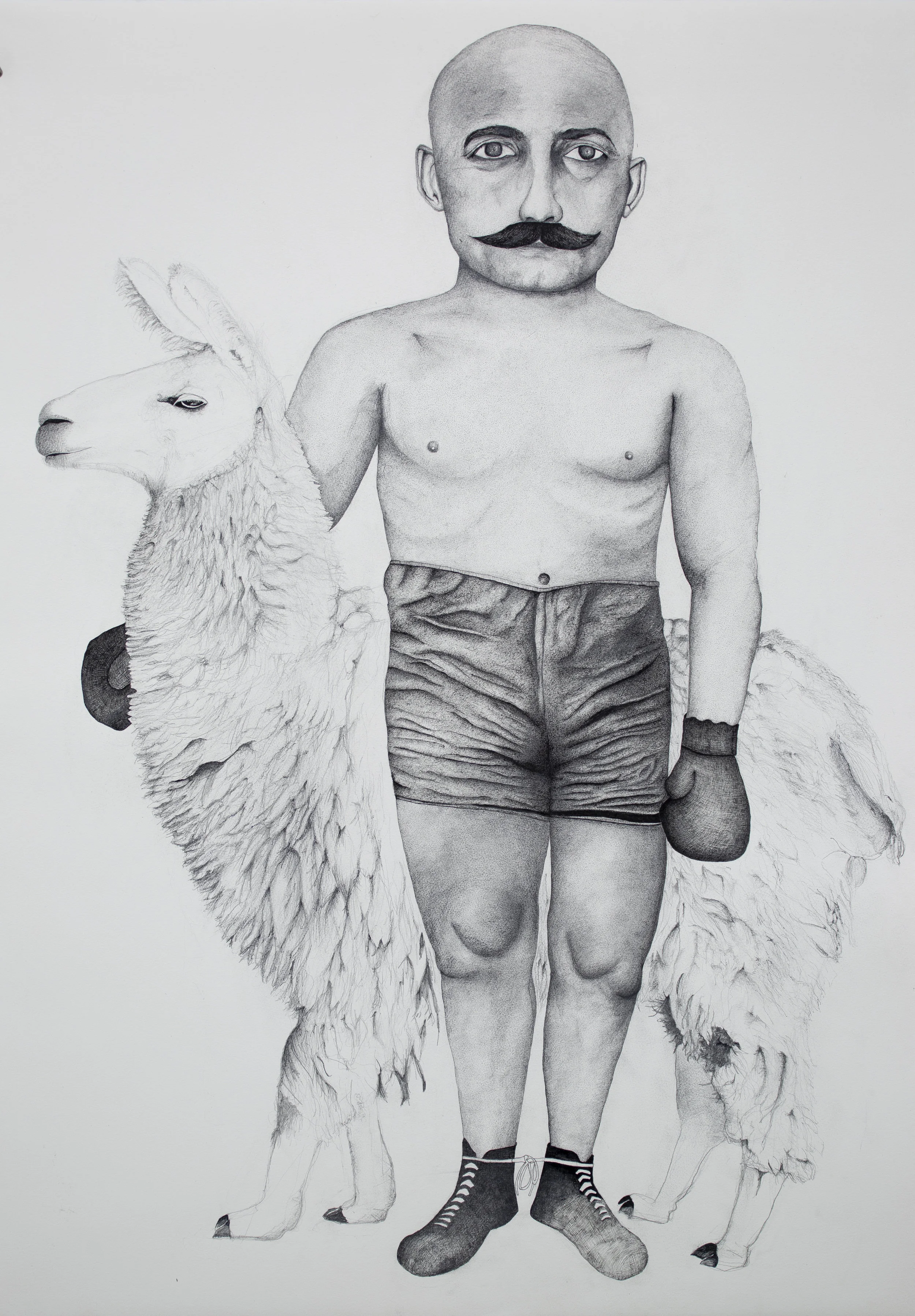 Boxer with Llama, 2018
