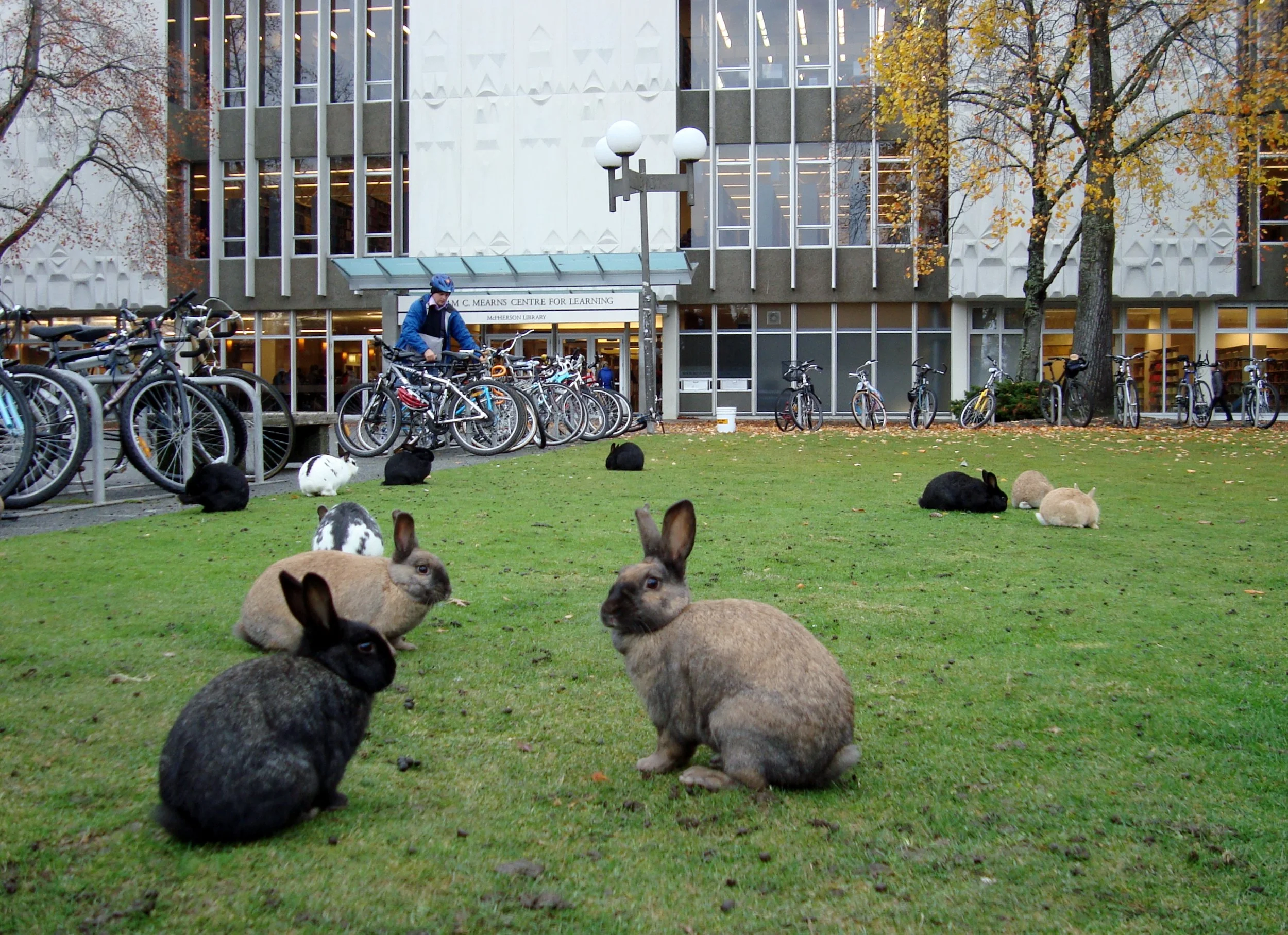 When introduced into a new area, rabbits can overpopulate rapidly, becoming a nuisance, as on this university campus