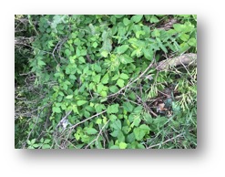 Picture1.jpg