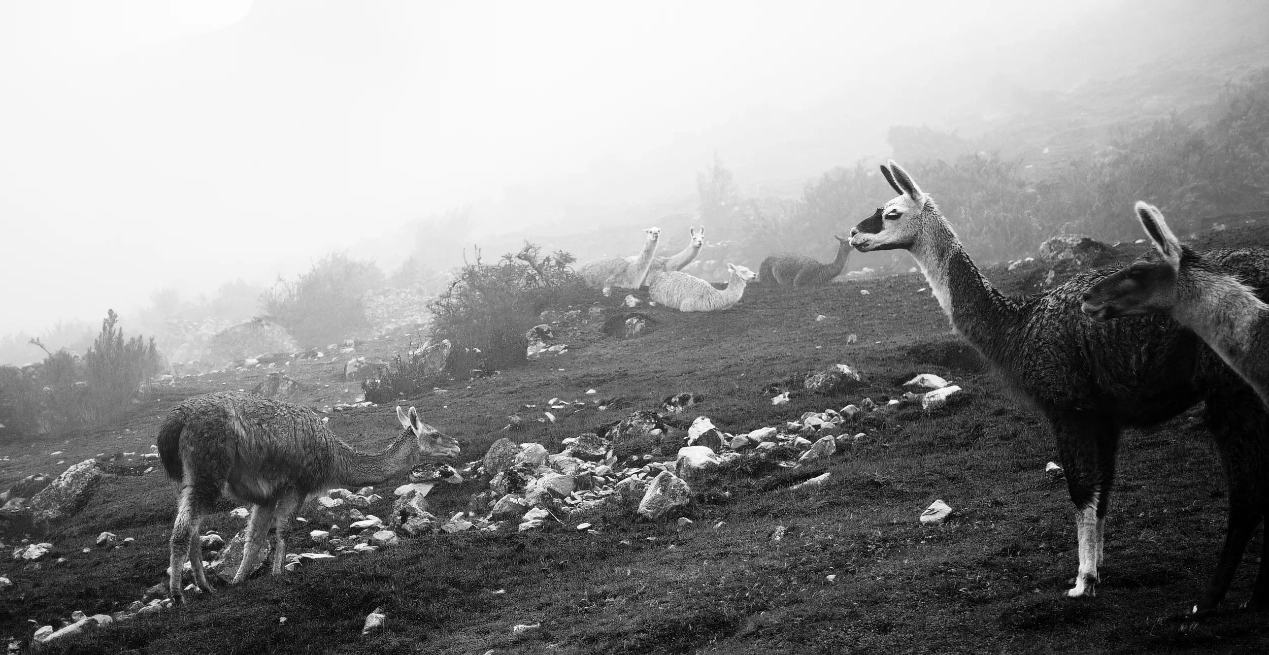 peru5-emilysladephoto-2.jpg
