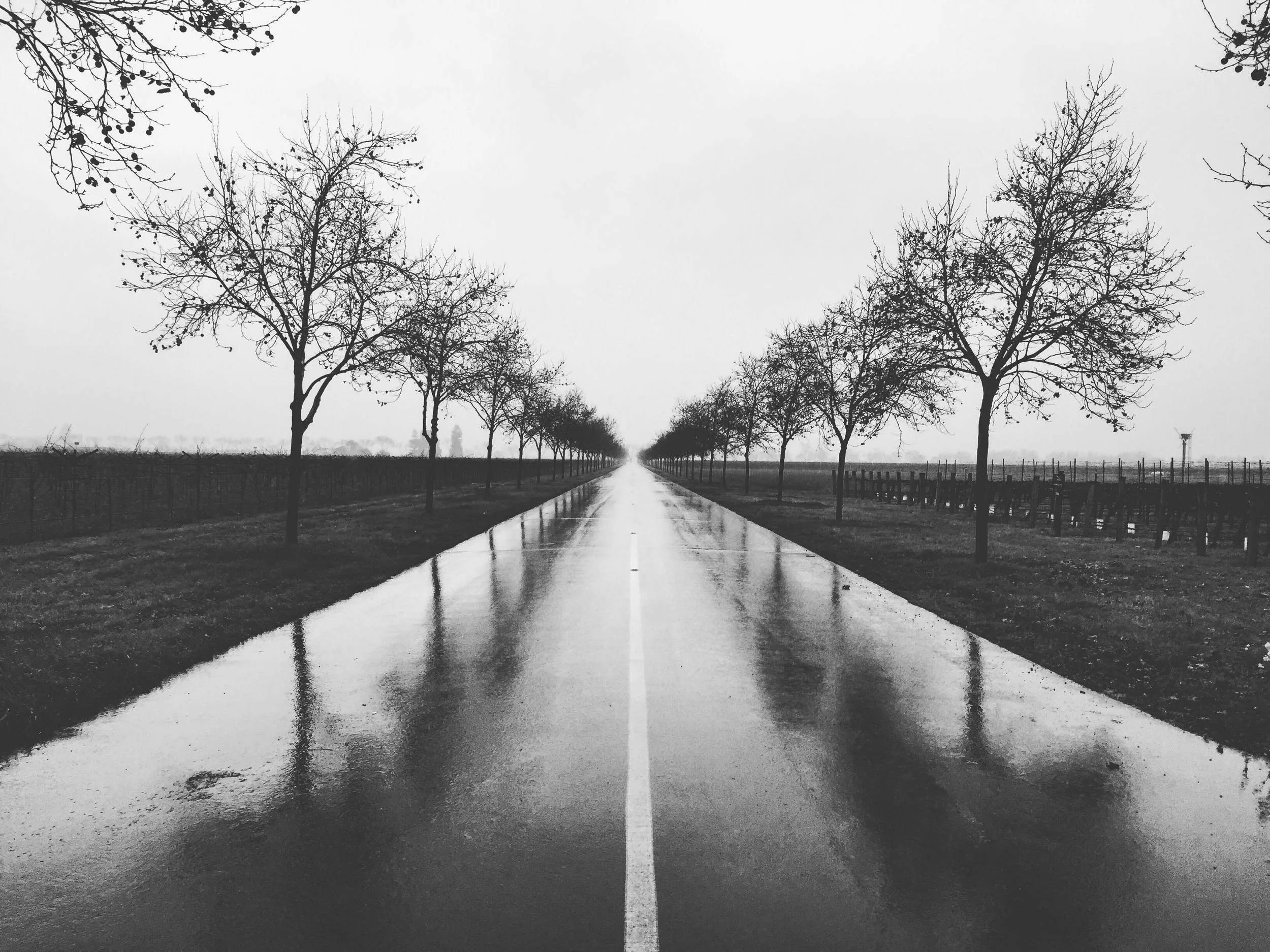 napatrees-emilysladephoto.jpg