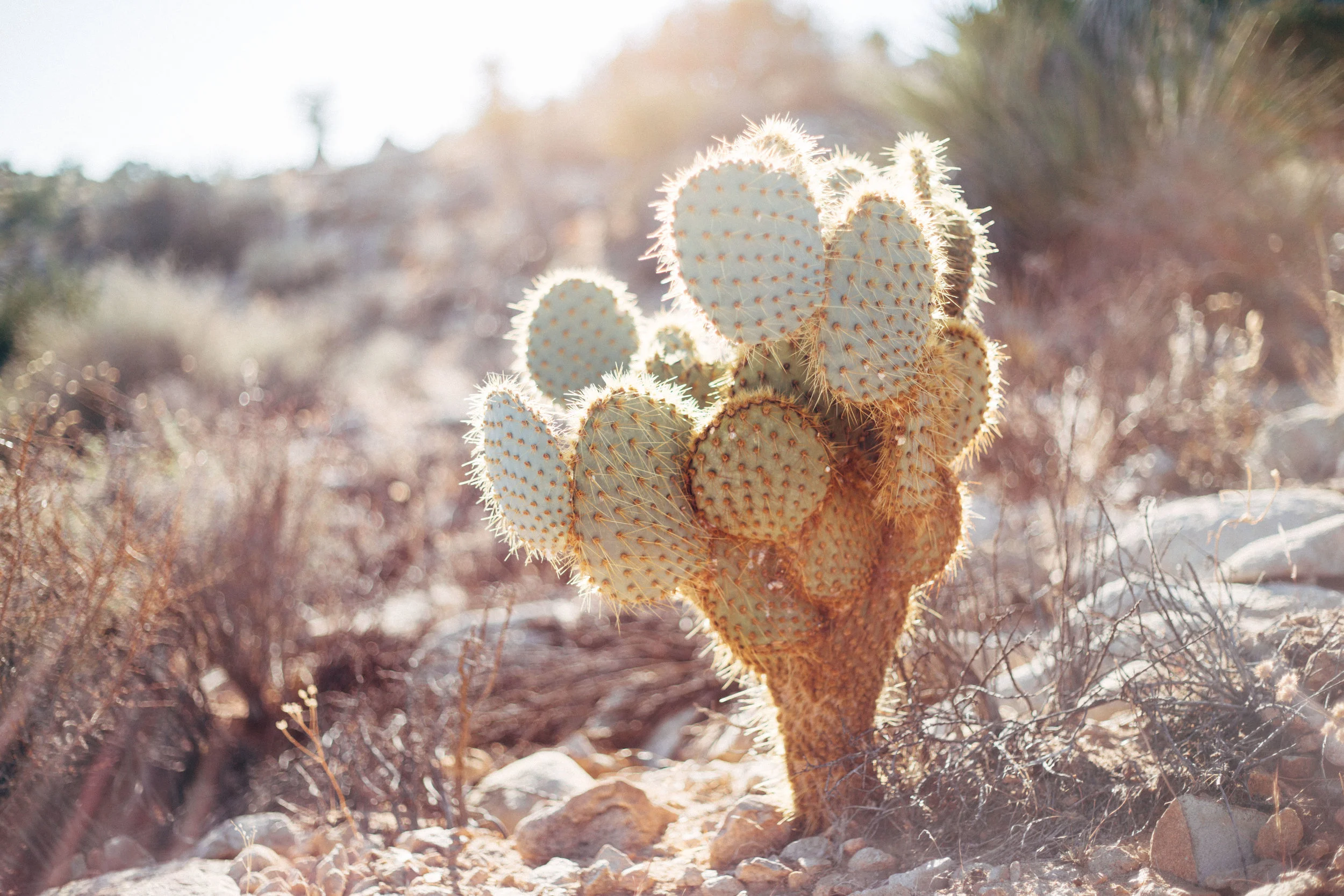 Joshua Tree National Park Nov 4-5