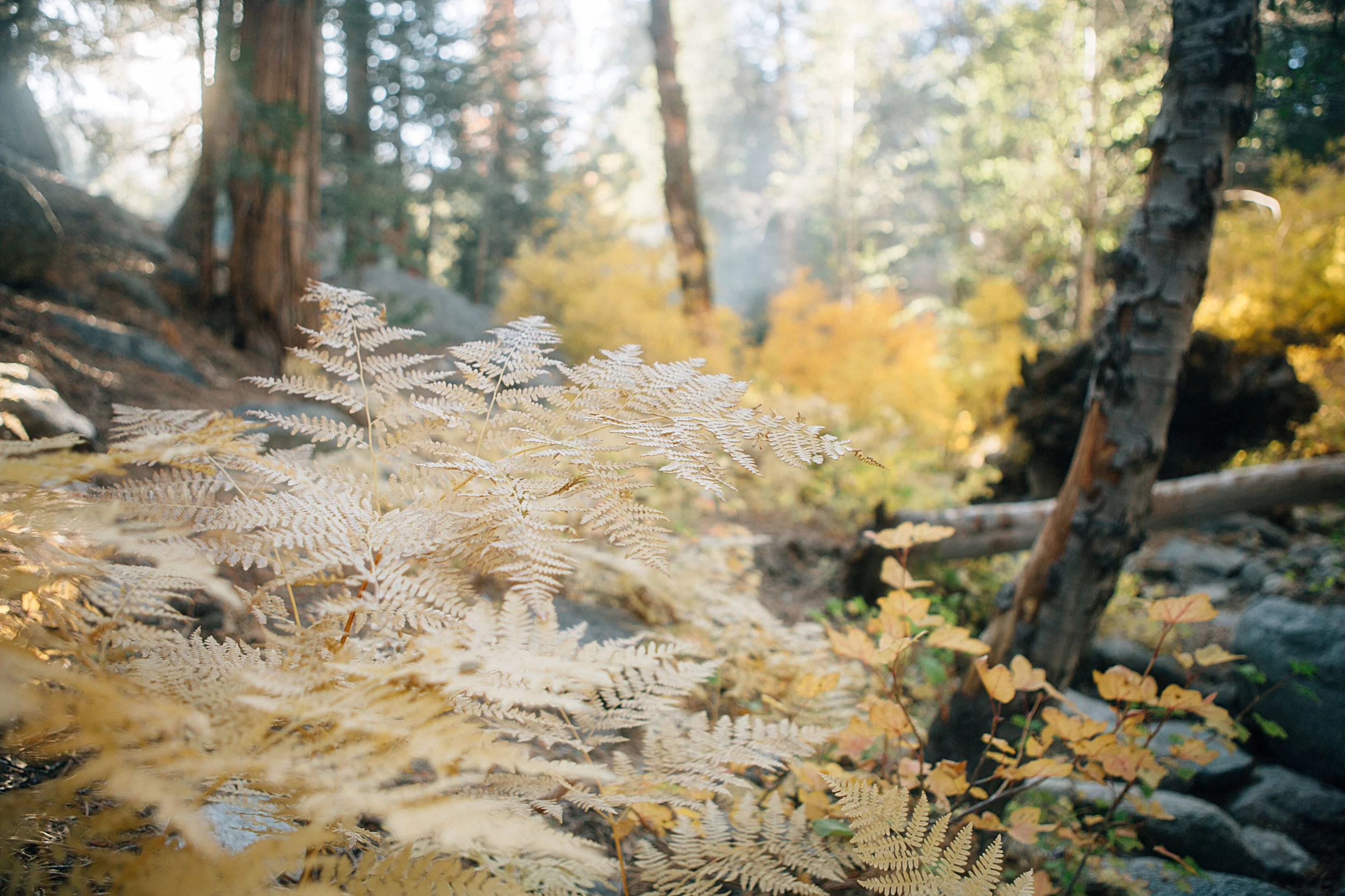 Buckhorn camping trip