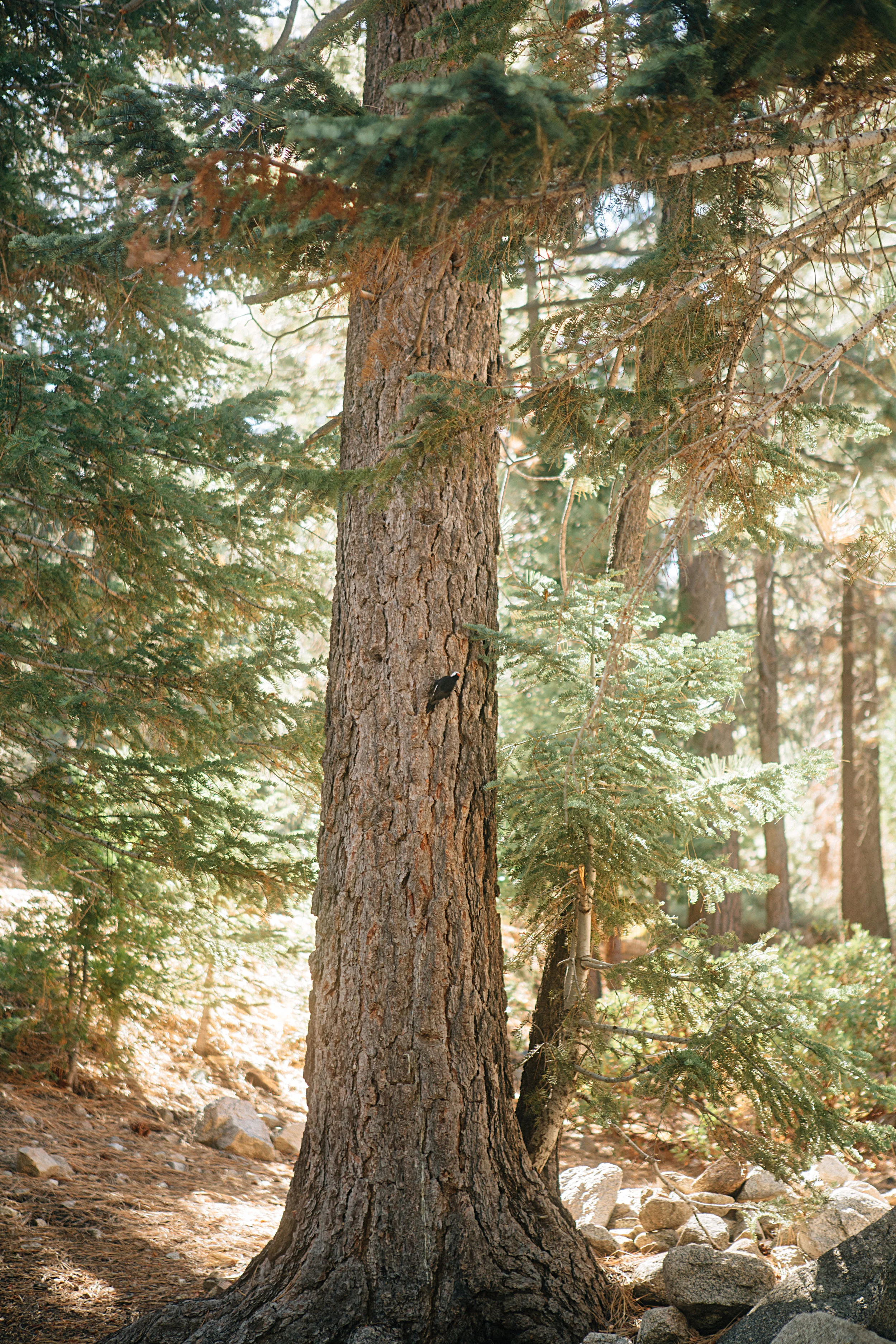 0P8A2238.jpg