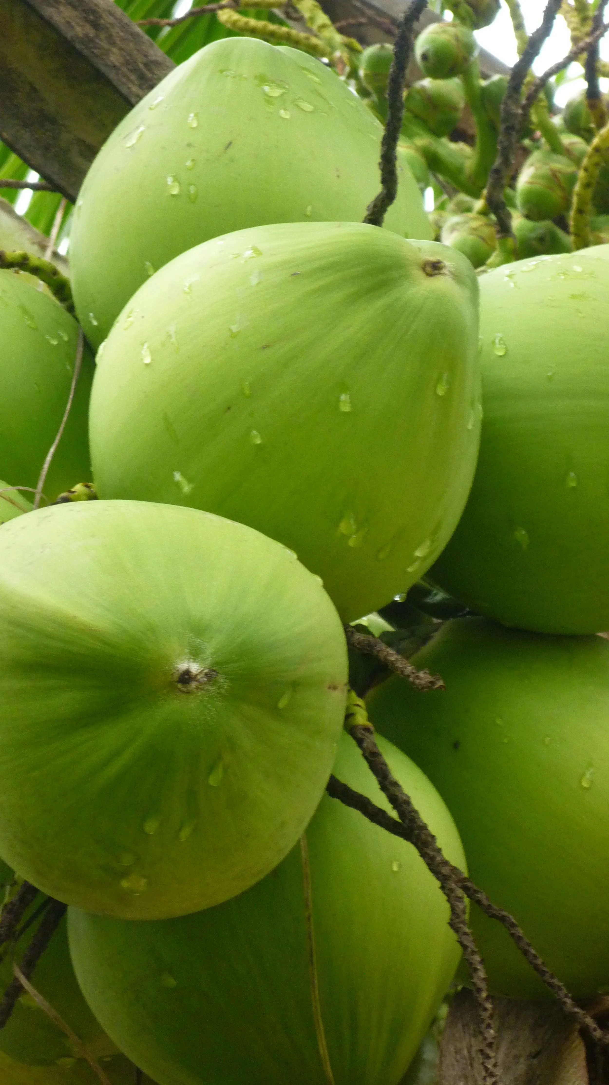 Copy of P1000296.JPG