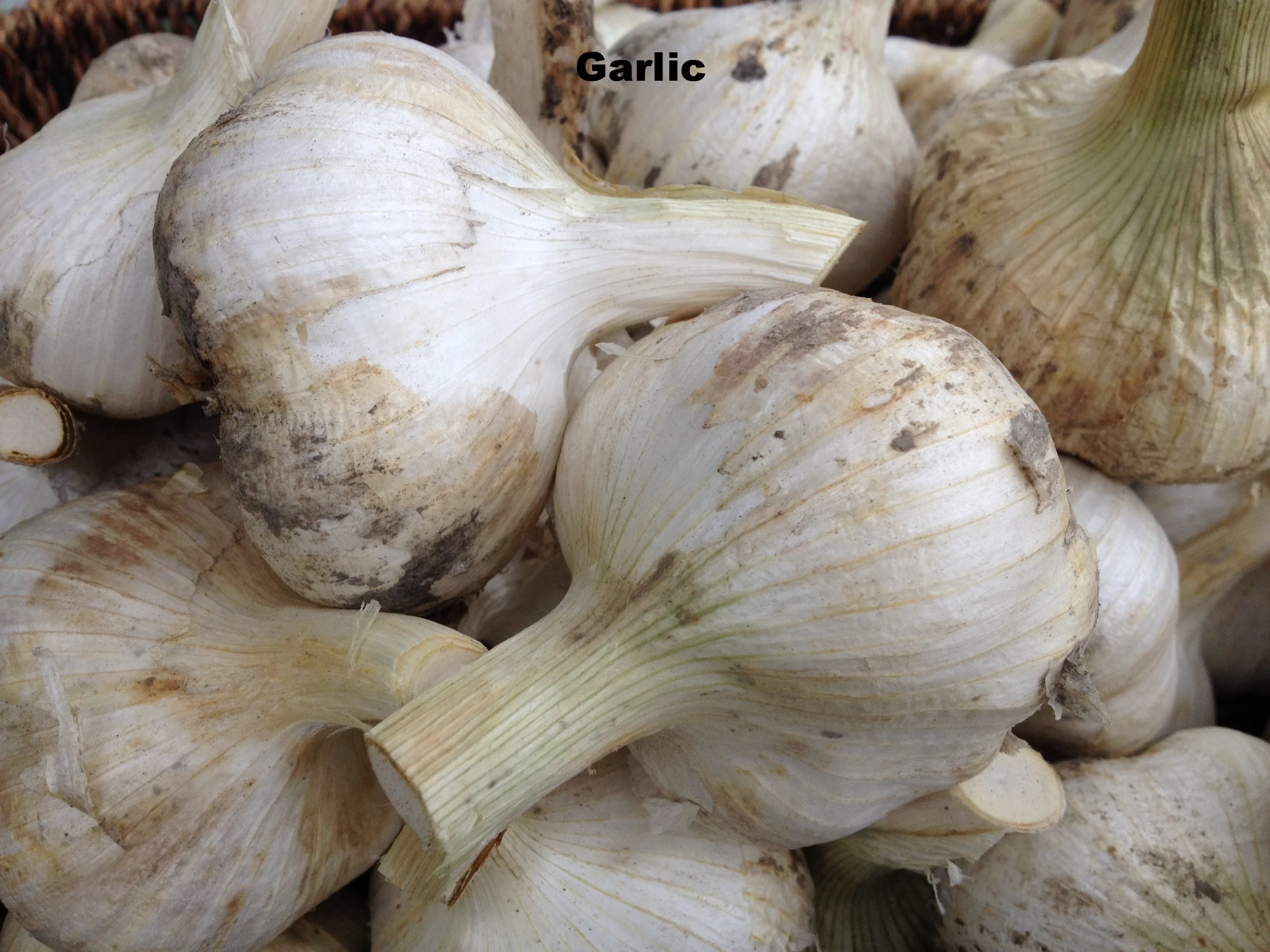 Seasonal fresh local Garlic 