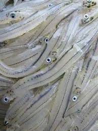 Whitebait - in season