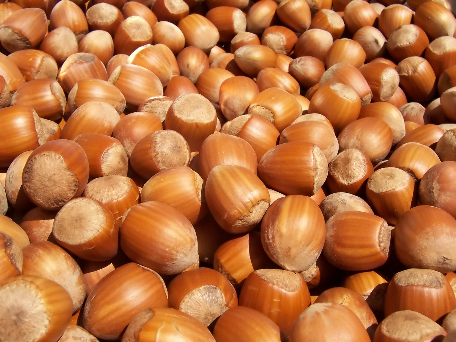 Seasonal Hazelnuts 