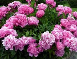peonies.jpg
