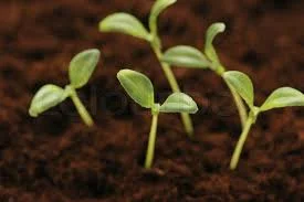 seedspic.jpg