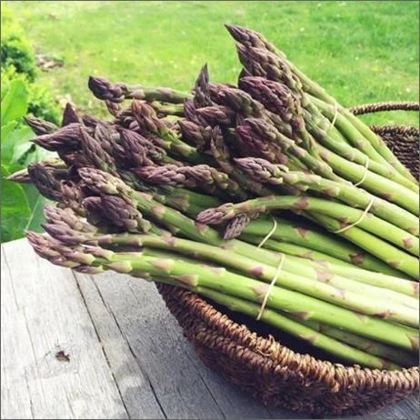 ASPARAGUS.jpeg