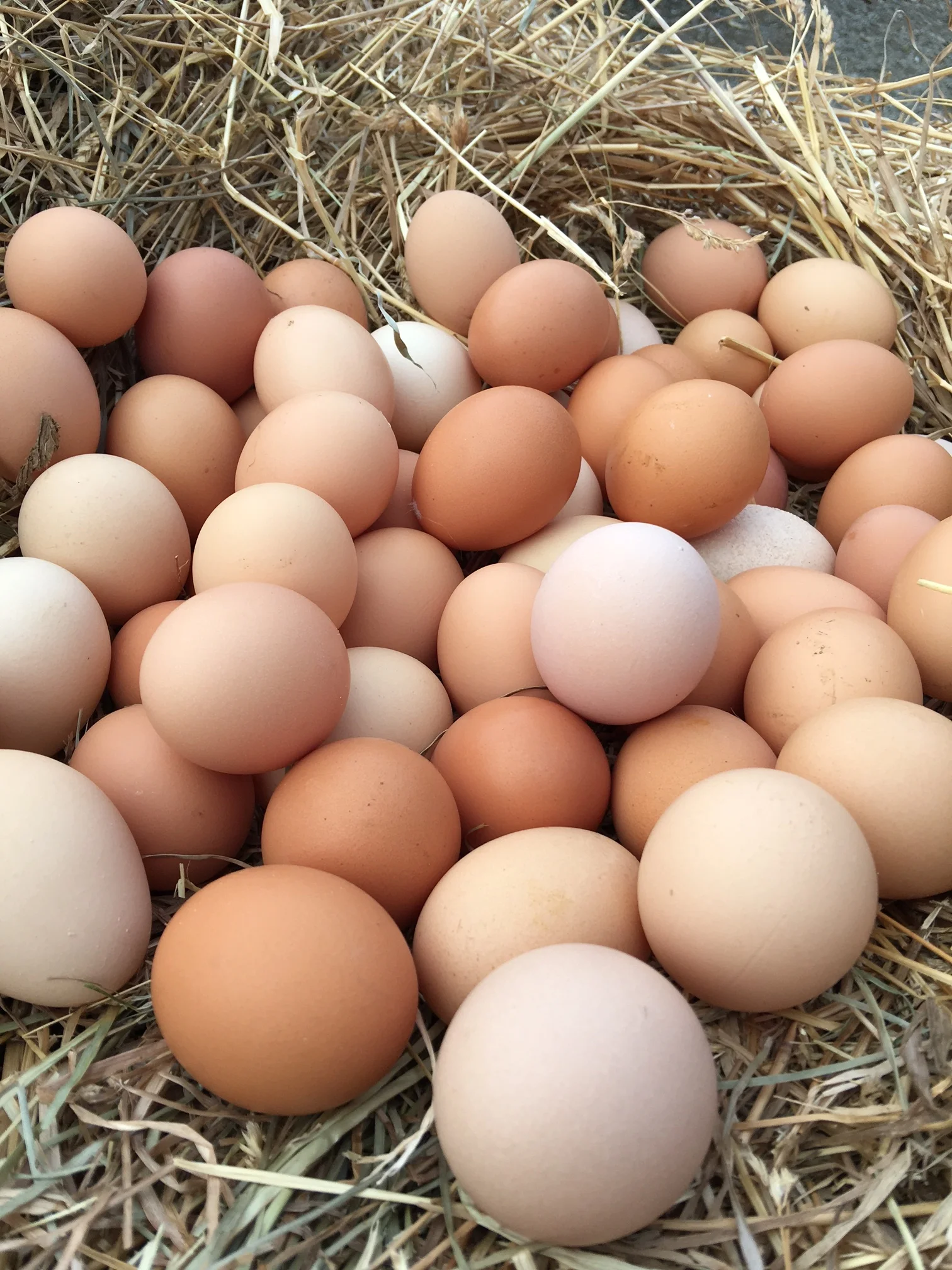 egglady2.JPG