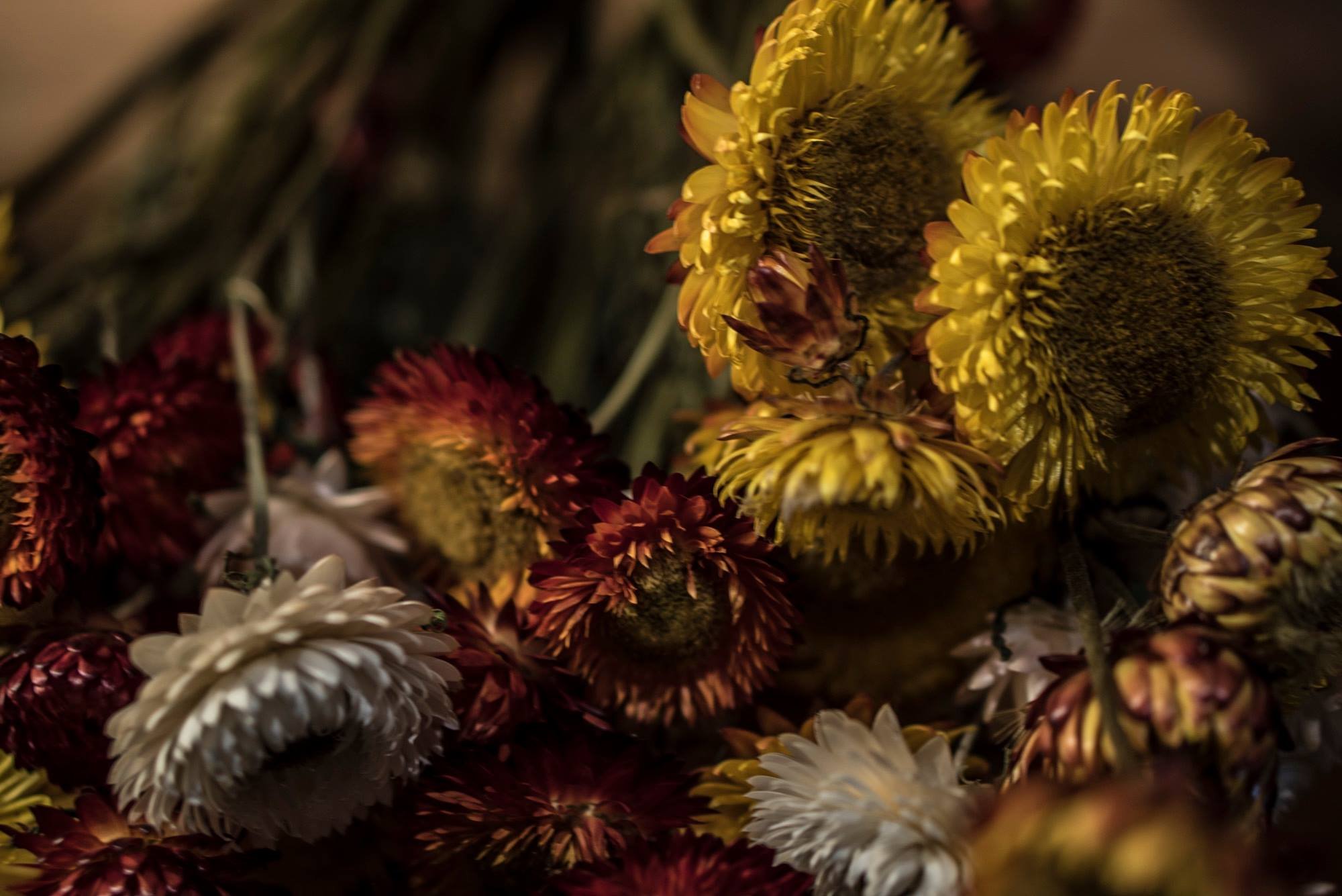 driedflowers.jpg