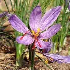 safron.jpg