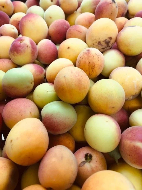 ume.jpg