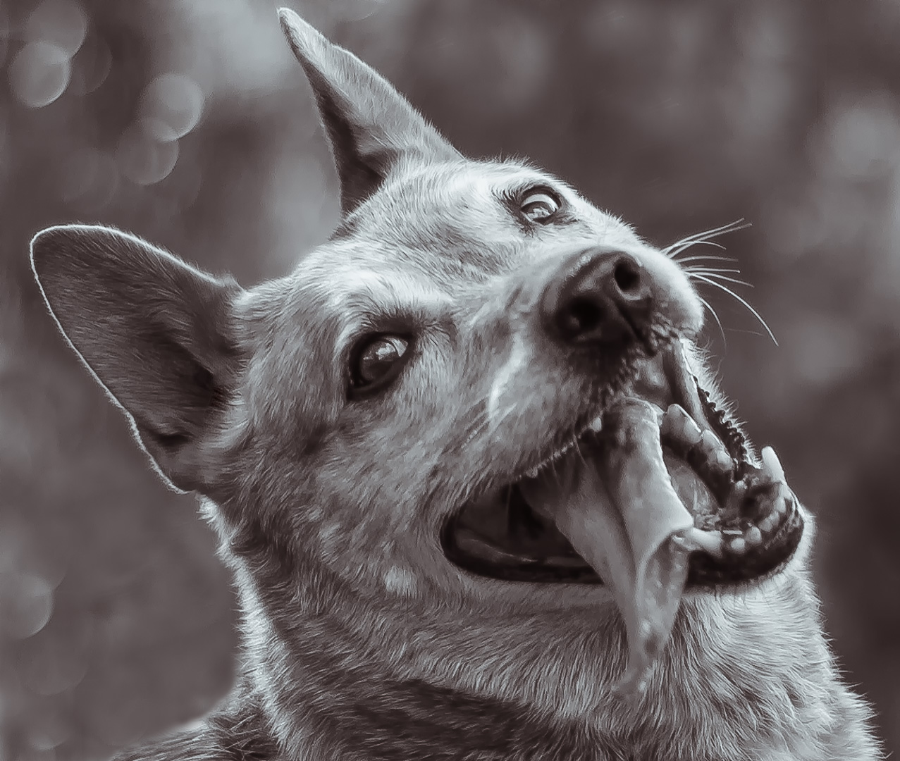 IMG_4218-web-dog-portraits.jpg