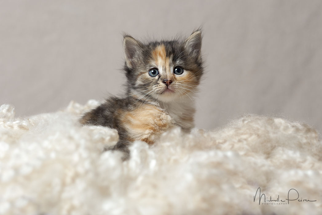 IMG_1688-kitten-photos.jpg