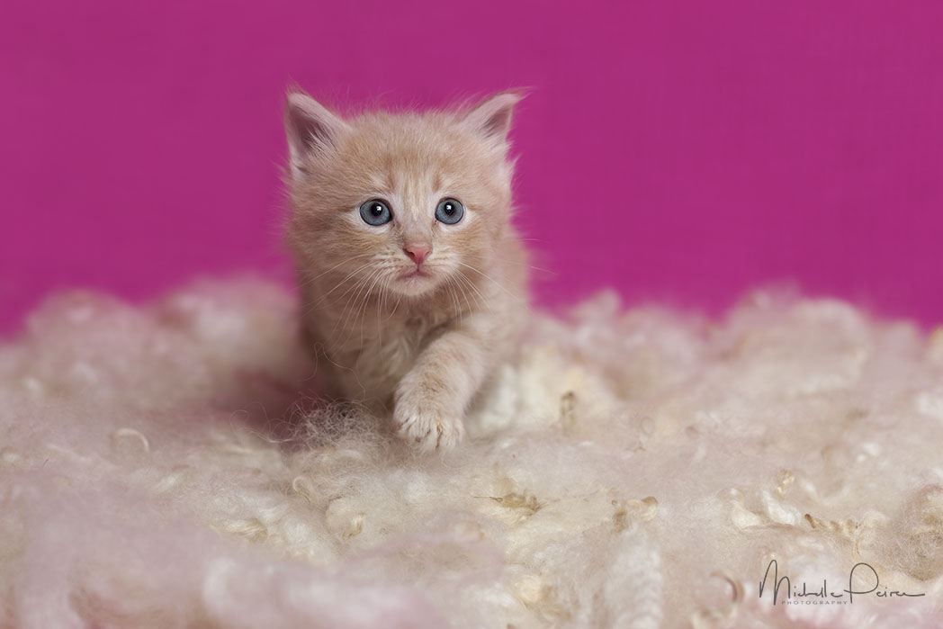 IMG_1696-kitten-photos.jpg