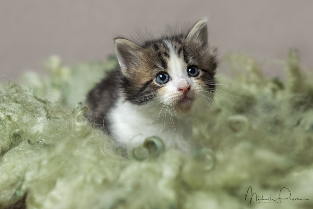 IMG_1719-kitten-photos.jpg