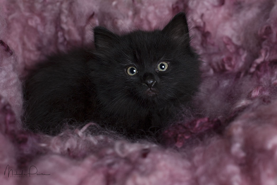 IMG_1867-Rescue-kittens.jpg