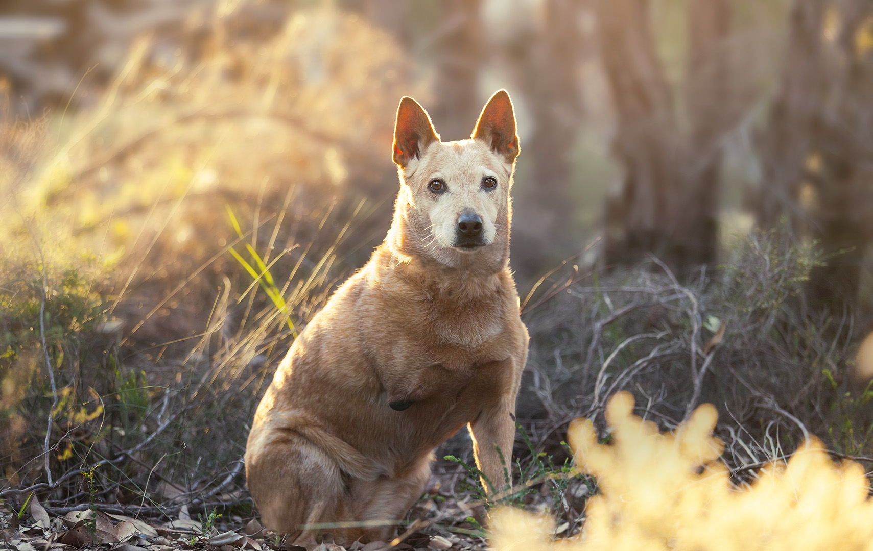 IMG_1519-red-heeler-perth.jpg