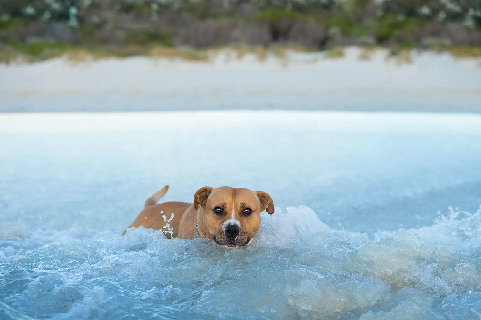 _PP_5337 dog in the waves.jpg