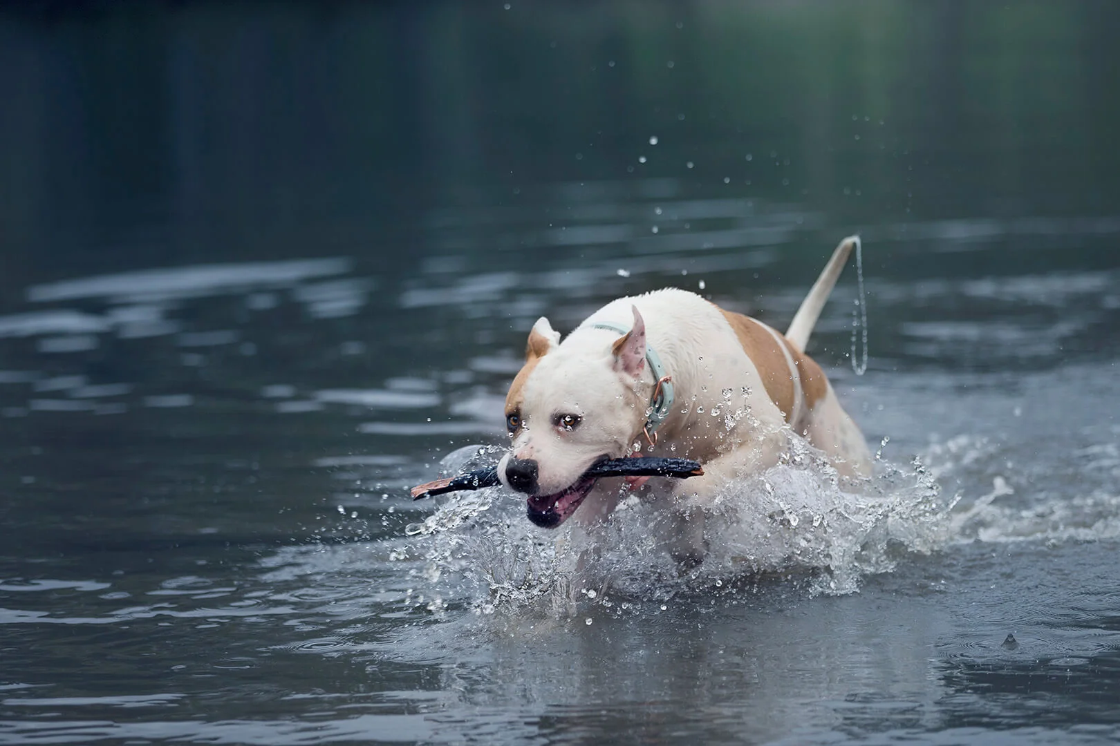 _PP_dogs in the river.jpg