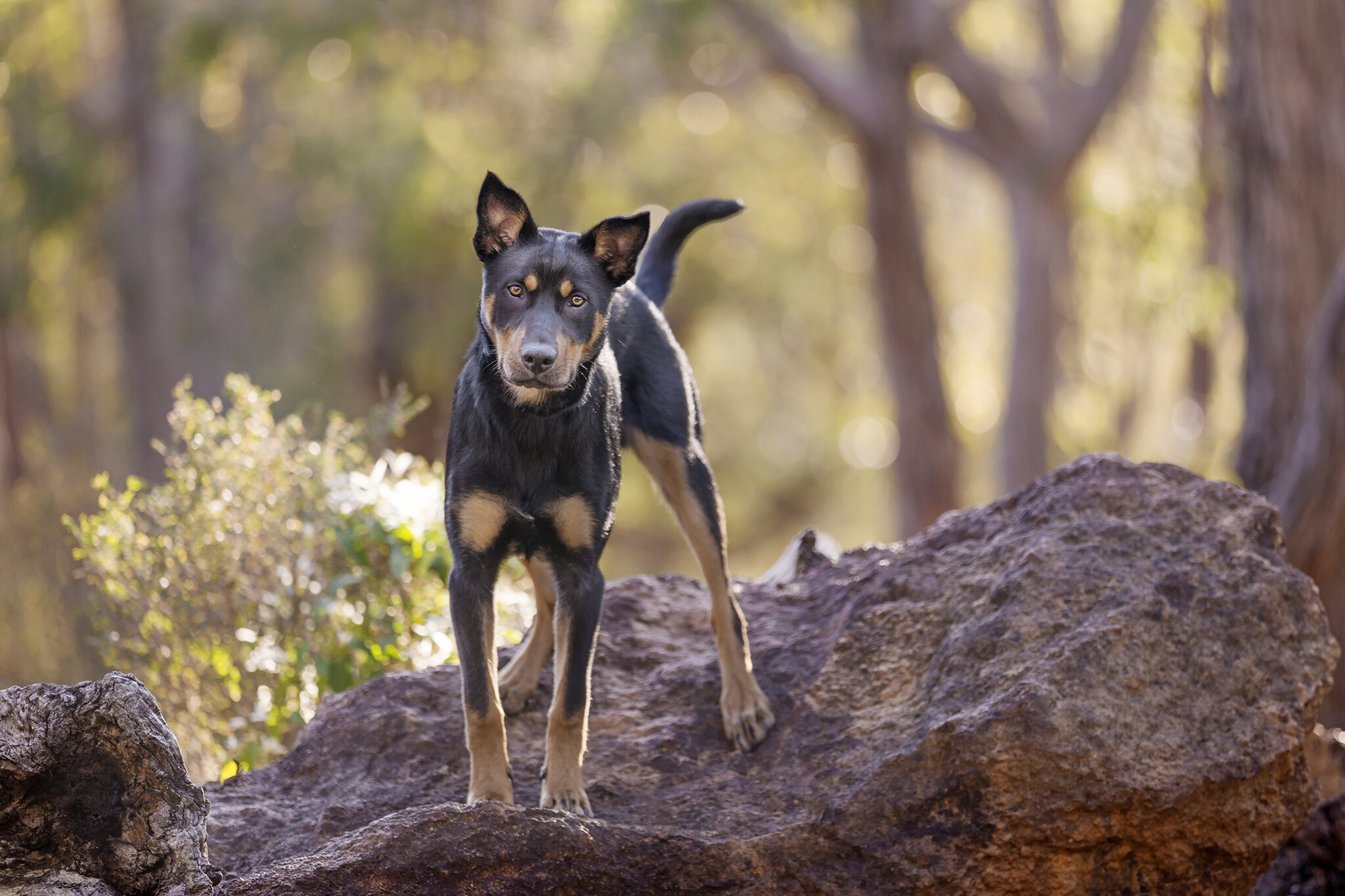 kelpie on a rock.jpg