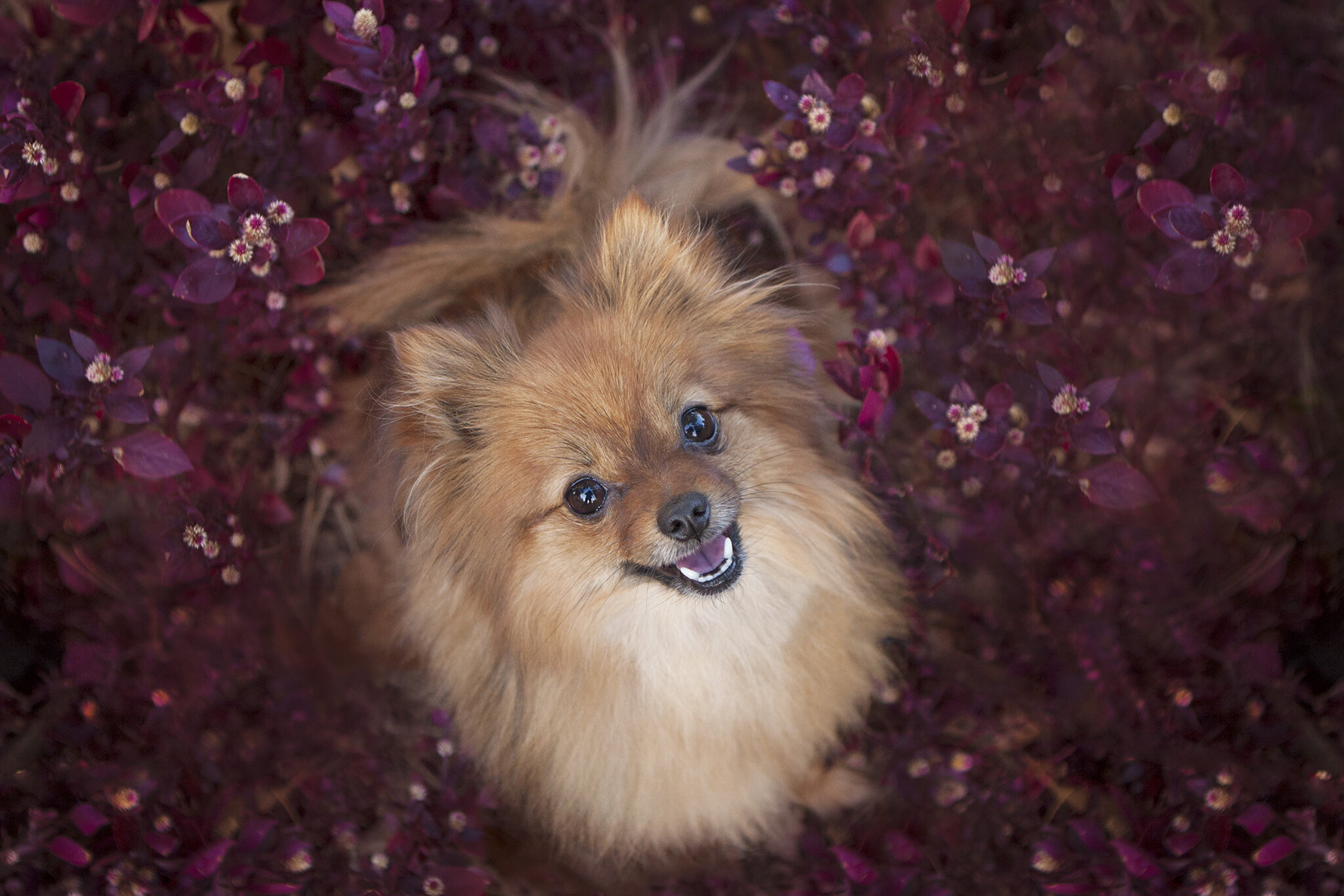 pomeranian in flowers.jpg