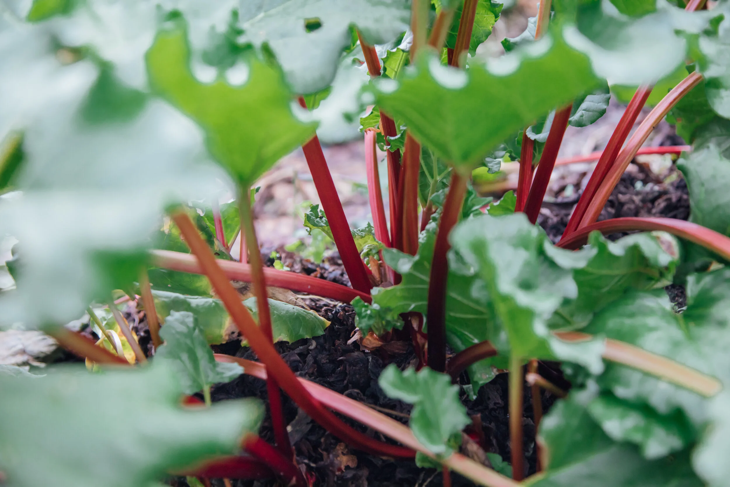What to do with Rhubarb