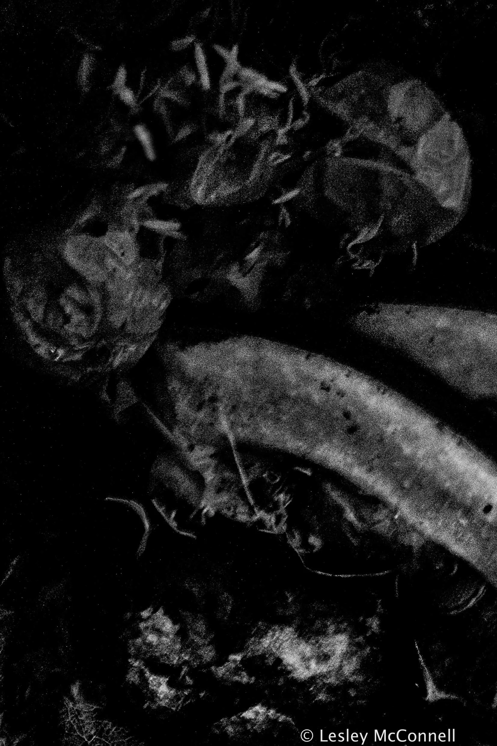 Decompose, 2017
