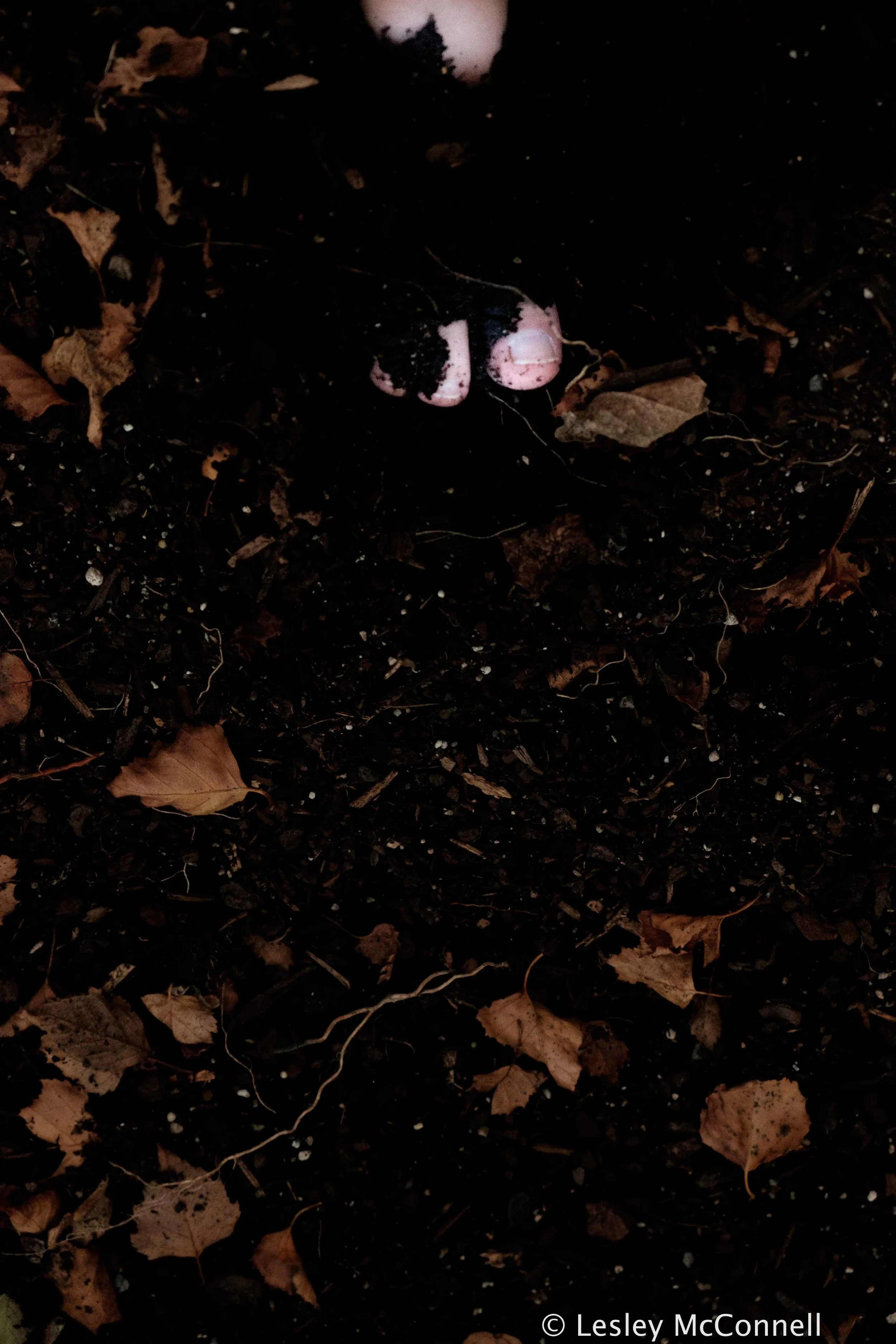 Seedling, 2017